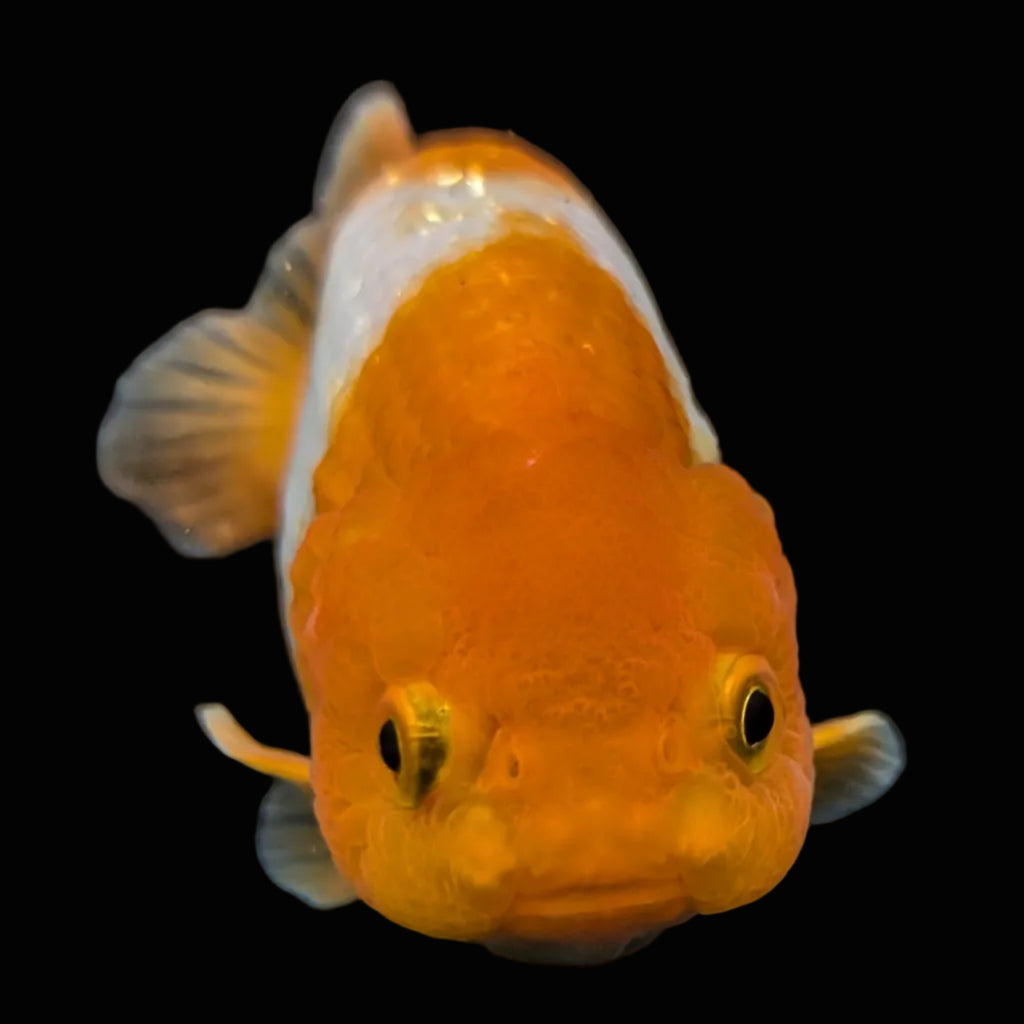 Ranchu Red White 4"-4.5"in. ID#821R4A-057