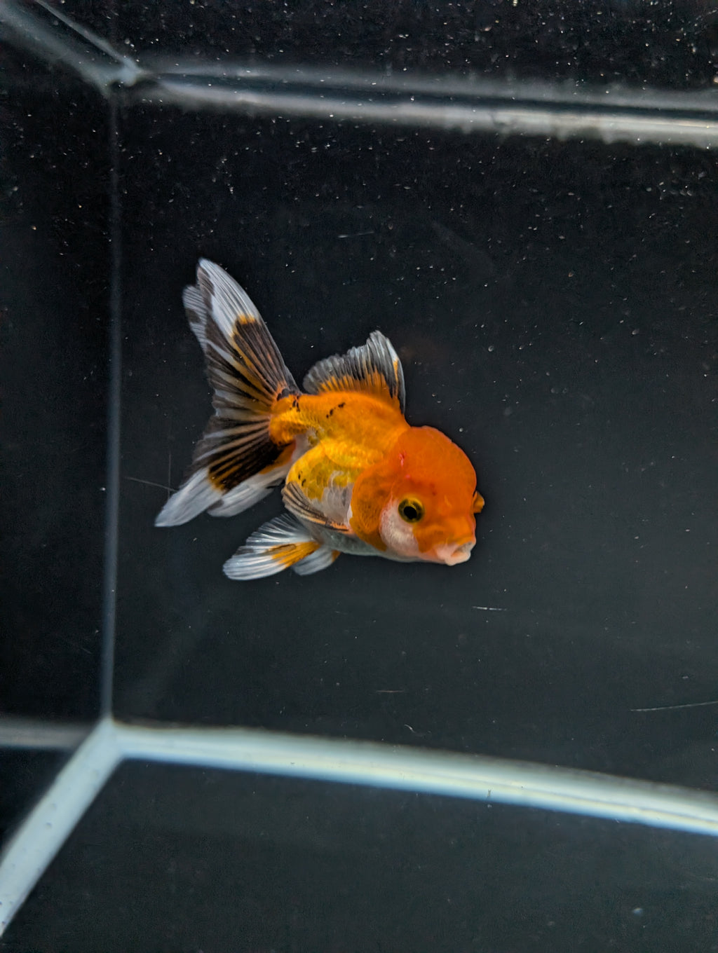 Juvenile Oranda Tricolor 3.5"-4" in.  ID#508T2A-022