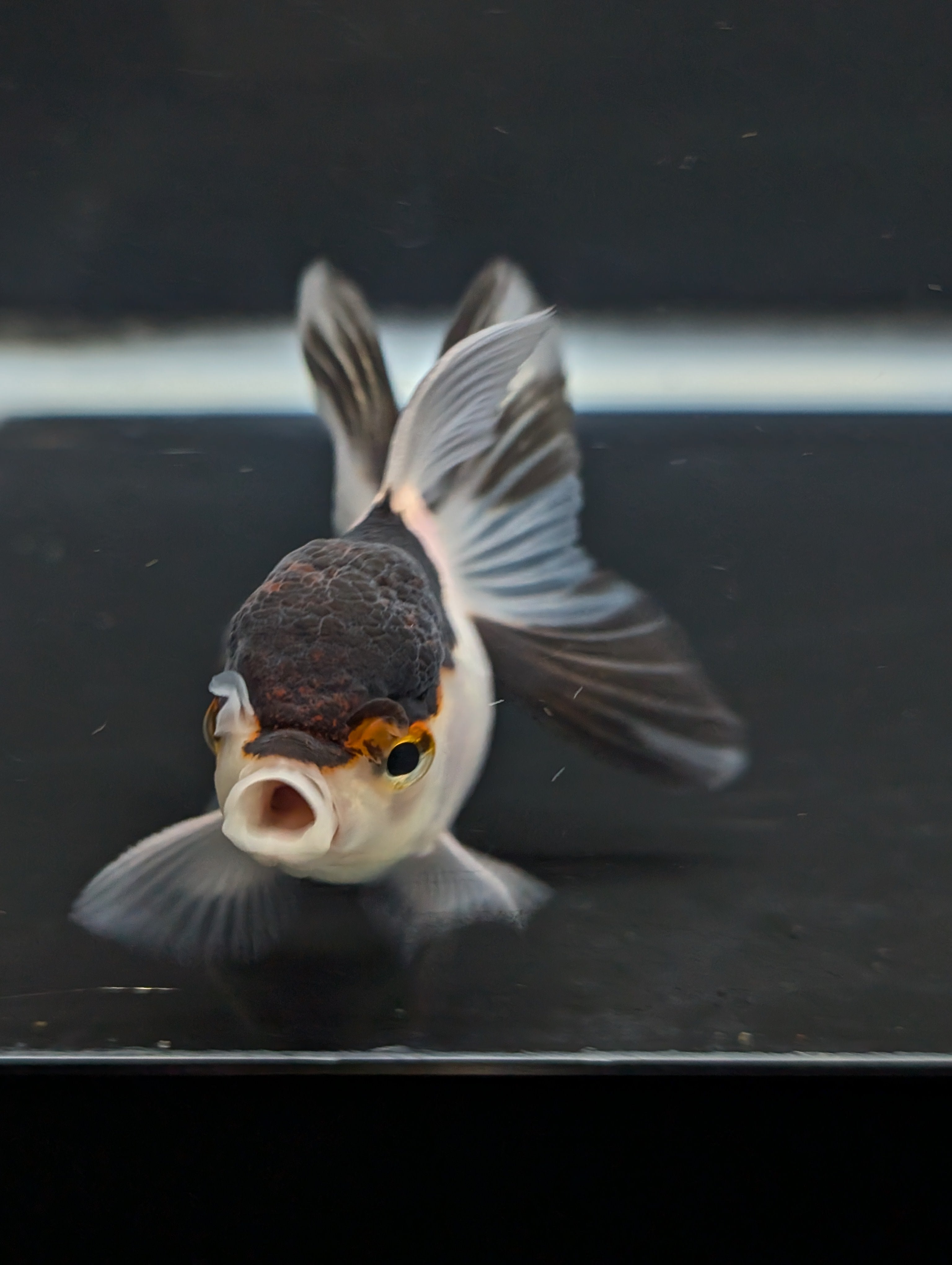 Juvenile Thai Oranda Panda 3"in.  ID#821T1A-022