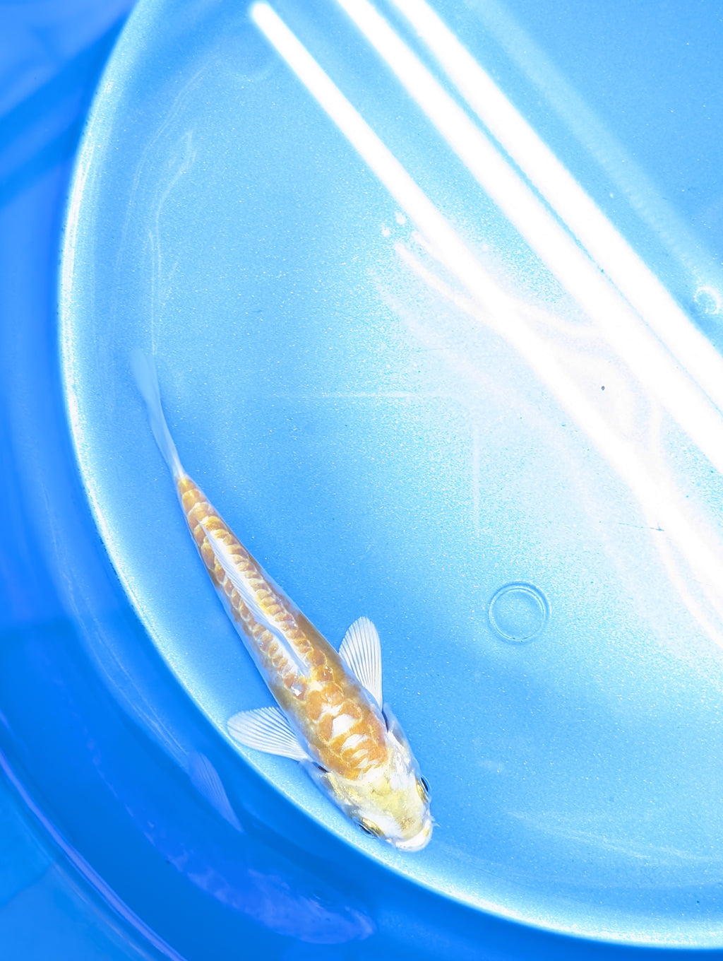 Doitsu Hariwake Koi  4"in. ID#806BFK-017