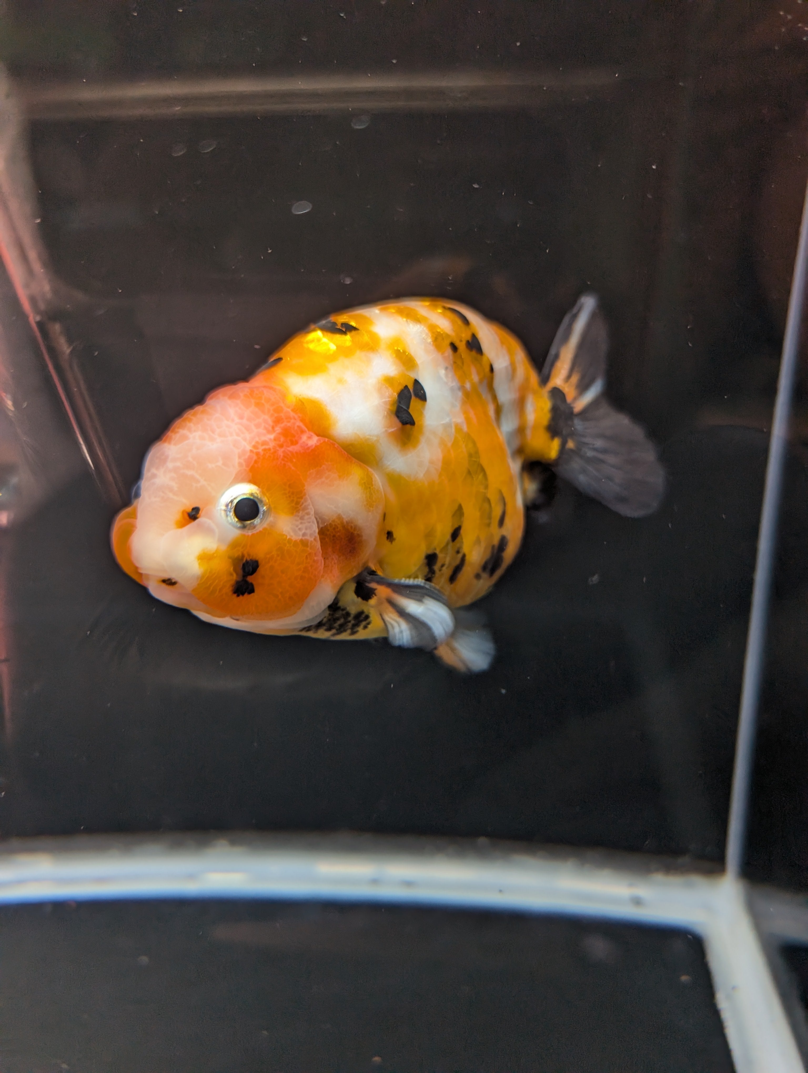 Jumbo Ranchu Calico 4.5"-5" in. ID#821R8A-032