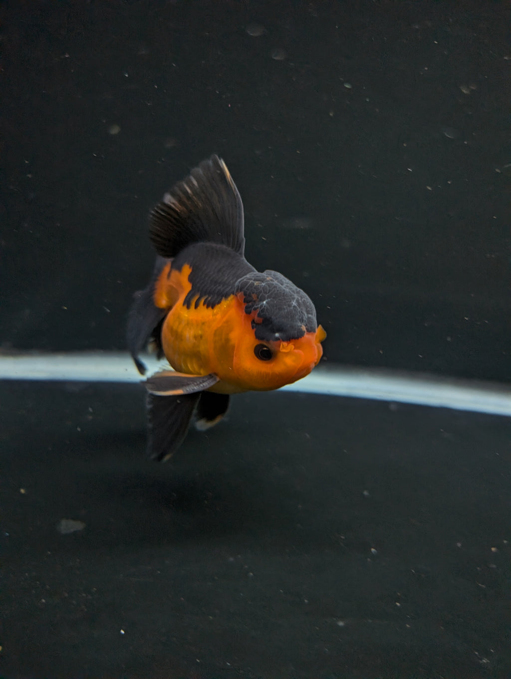 Thai Oranda Red Black 4"-4.5"in.  ID#1016T1A-004