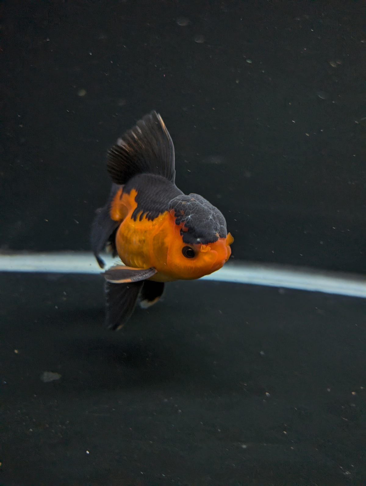 Thai Oranda Red Black 4"-4.5"in.  ID#1016T1A-004