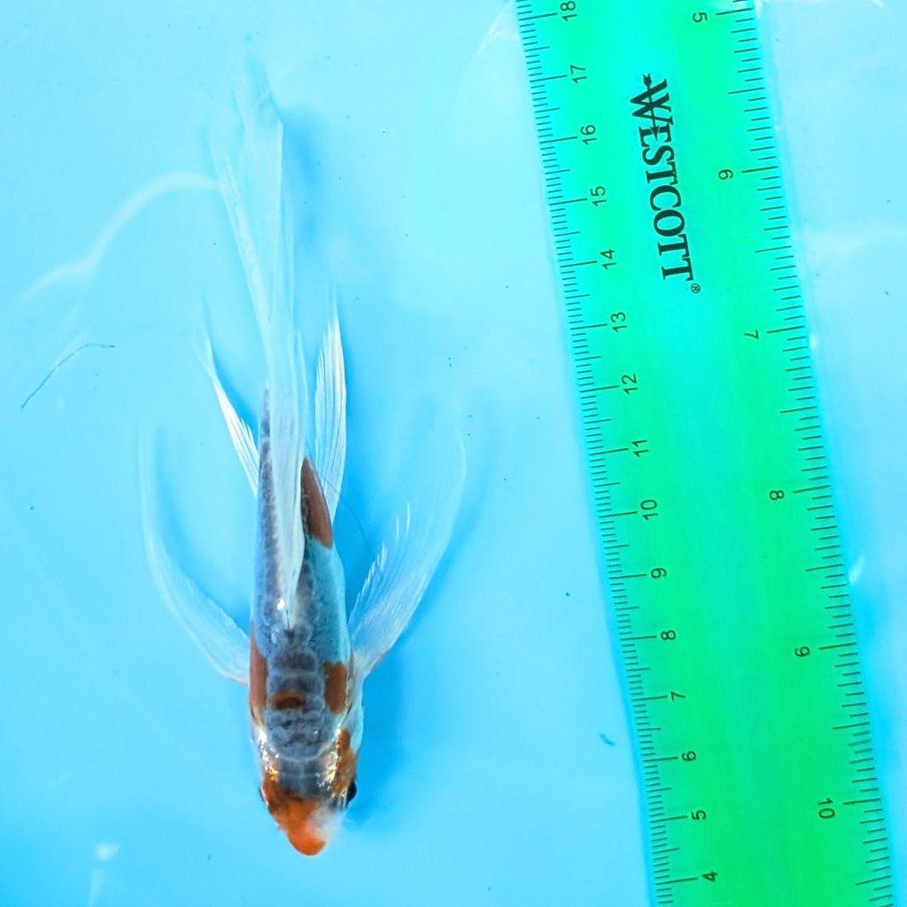 Shusui Butterfly Koi  5"-6" in. ID#727BFK-003