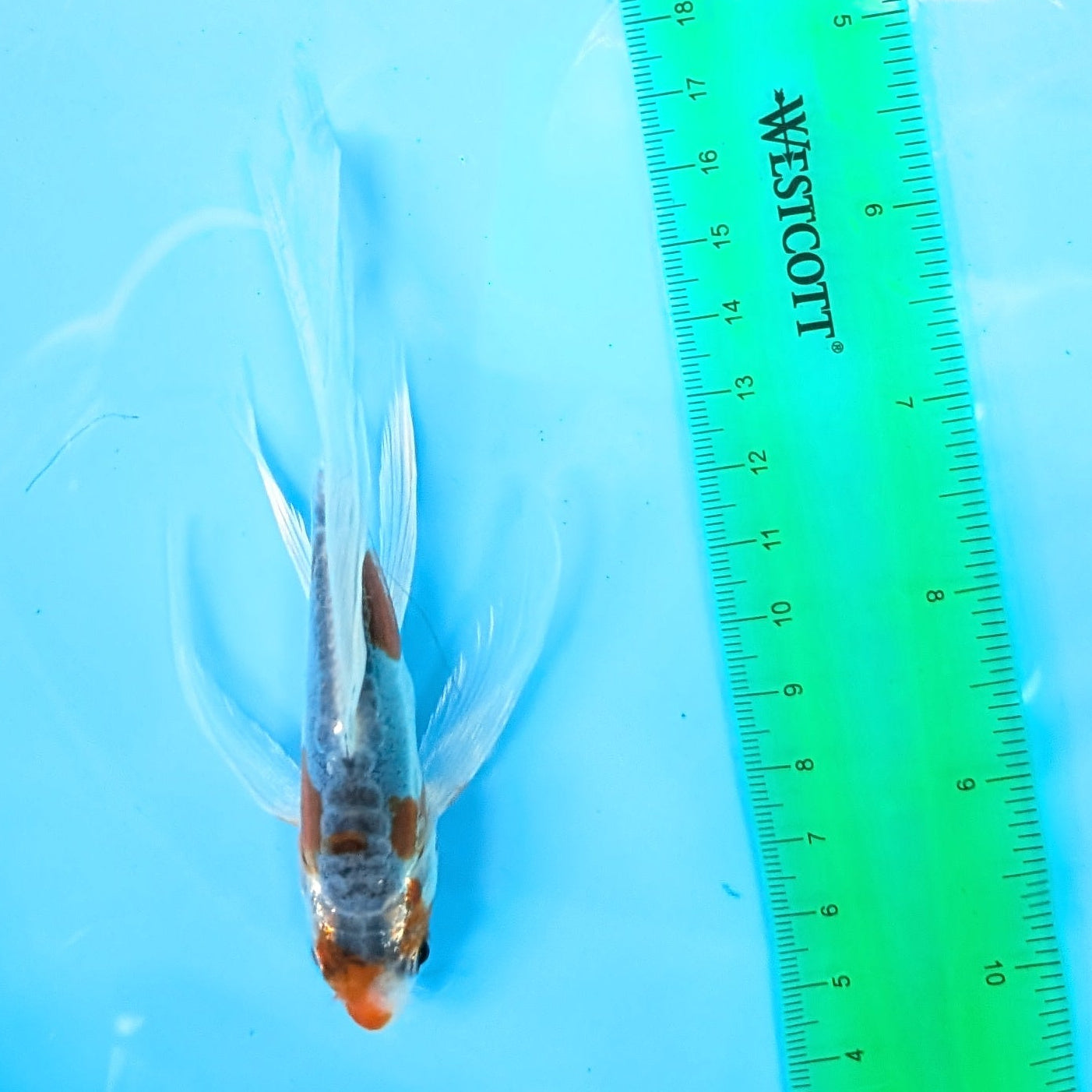 Shusui Butterfly Koi  5"-6" in. ID#727BFK-003