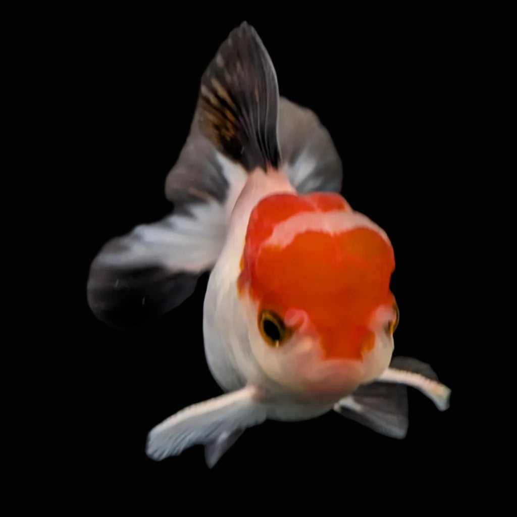 Juvenile Oranda Tricolor 3.5"-4" in.  ID#424T1A-001