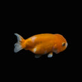 Ranchu Red White 3"-3.5" in. ID#501R13A-026