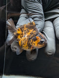 Baby Thai Shogun Oranda Tiger Calico 2"-2.5" in. ID#1023BSG11A-030