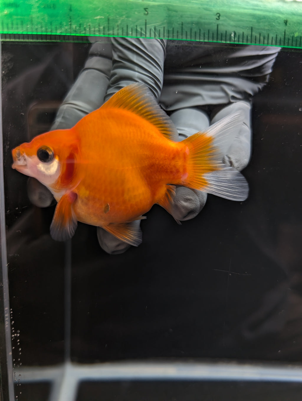 Tamasaba Sakura 3.5"in. ID#1023TM1B-028