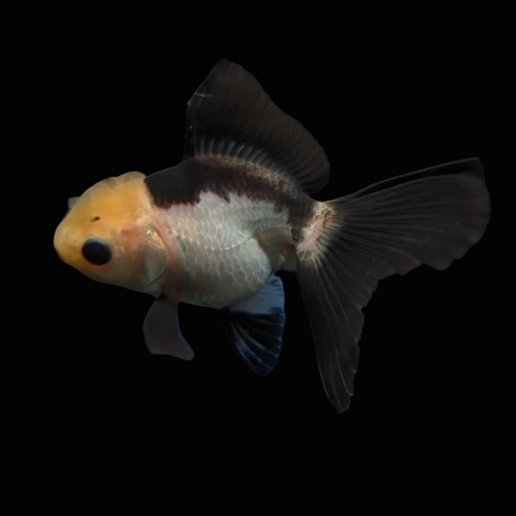 Thai Juvenile Oranda Panda 3"-3.5" in.  ID#626T1A-007