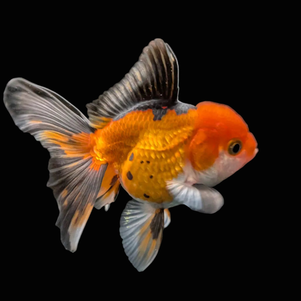 Juvenile Oranda Tricolor 3.5"-4" in.  ID#417T7A-003