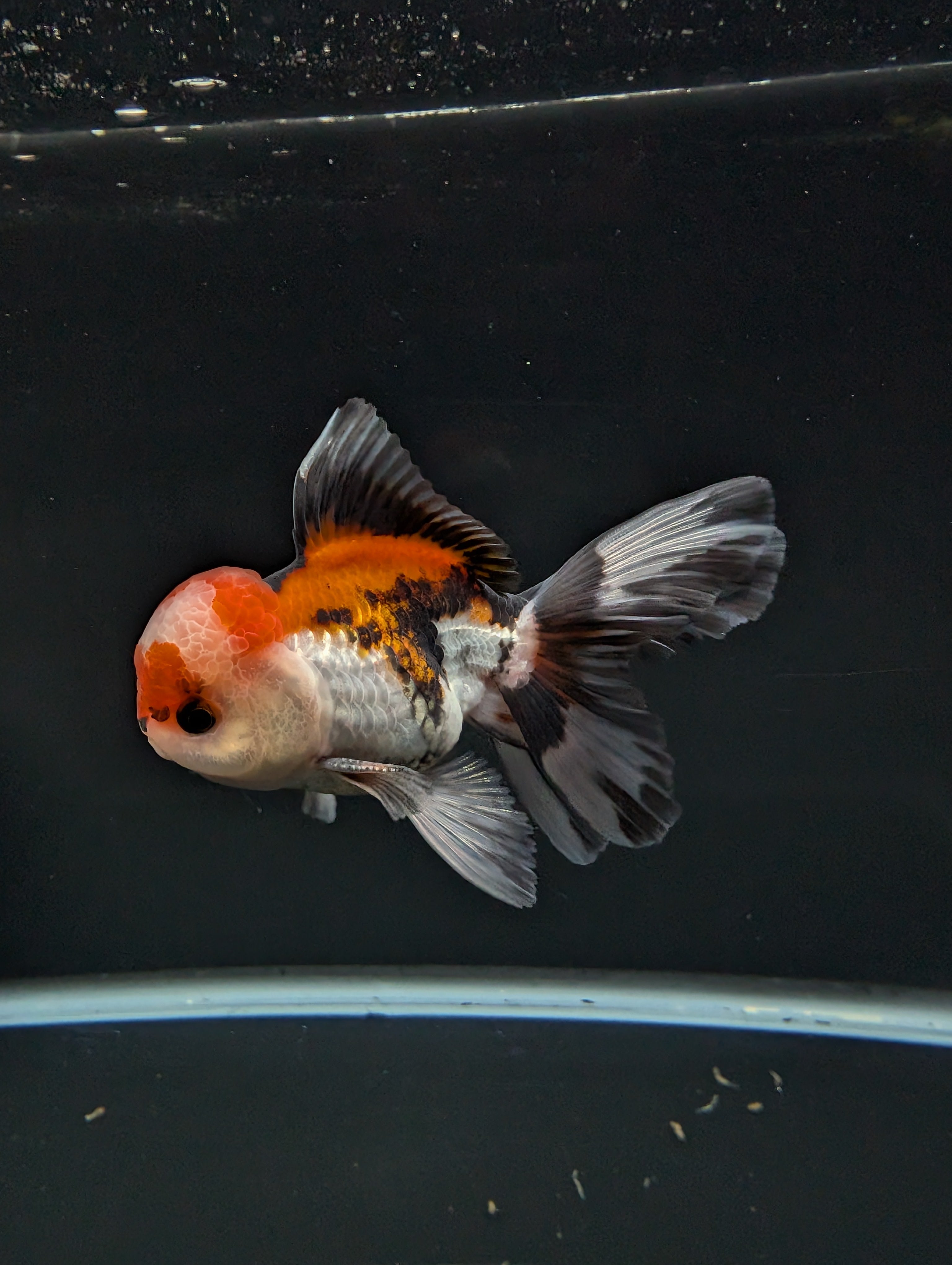 BOWSER *Boss 501 Juvenile Oranda Tricolor 3.5"-4" in.  ID#501T2A-009