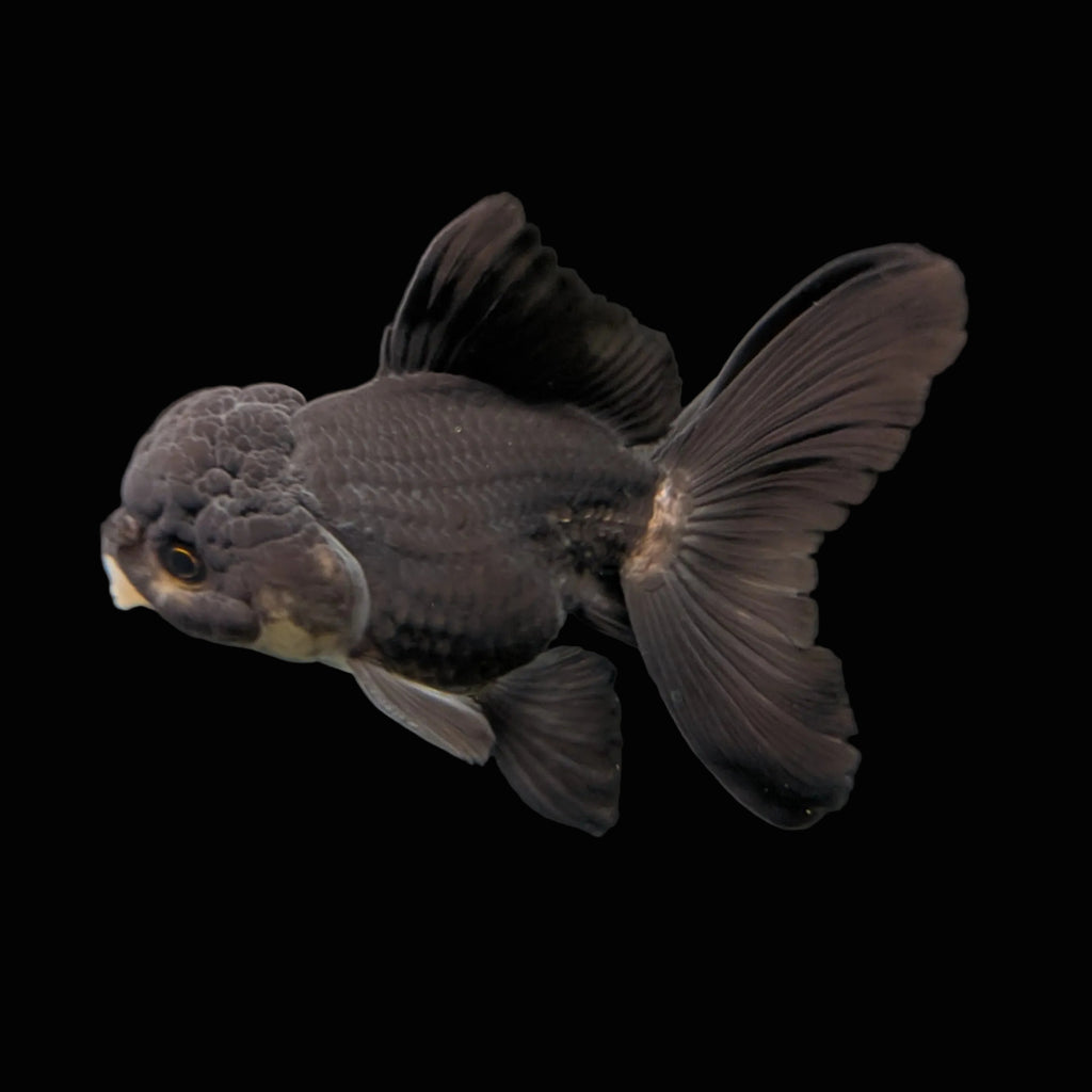 Thai Juvenile Oranda Panda Black 3"-3.5" in.  ID#724T1A-030