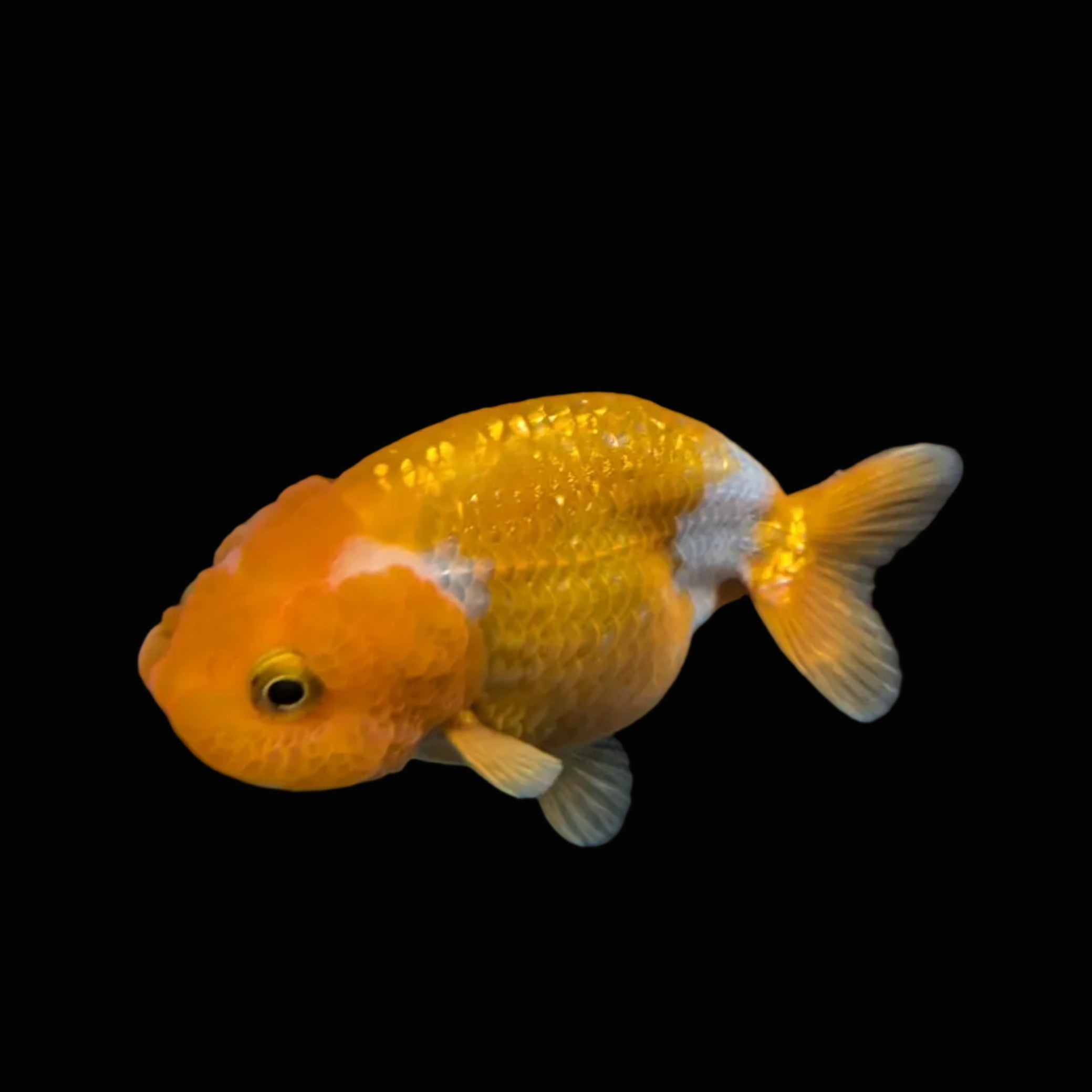 Ranchu Red White 3"-3.5" in. ID#403R7A-010