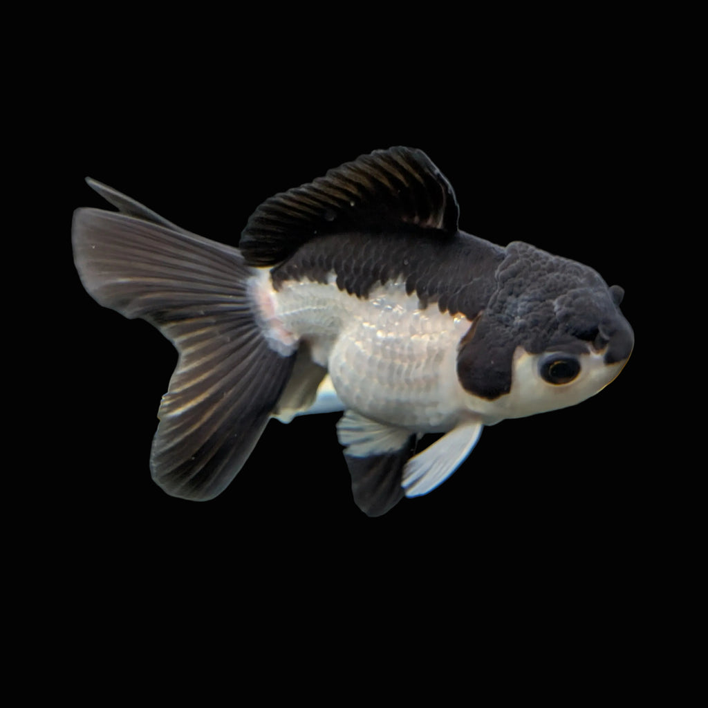 Juvenile Oranda Panda 3.5"-4" in.  ID#403T8A-002