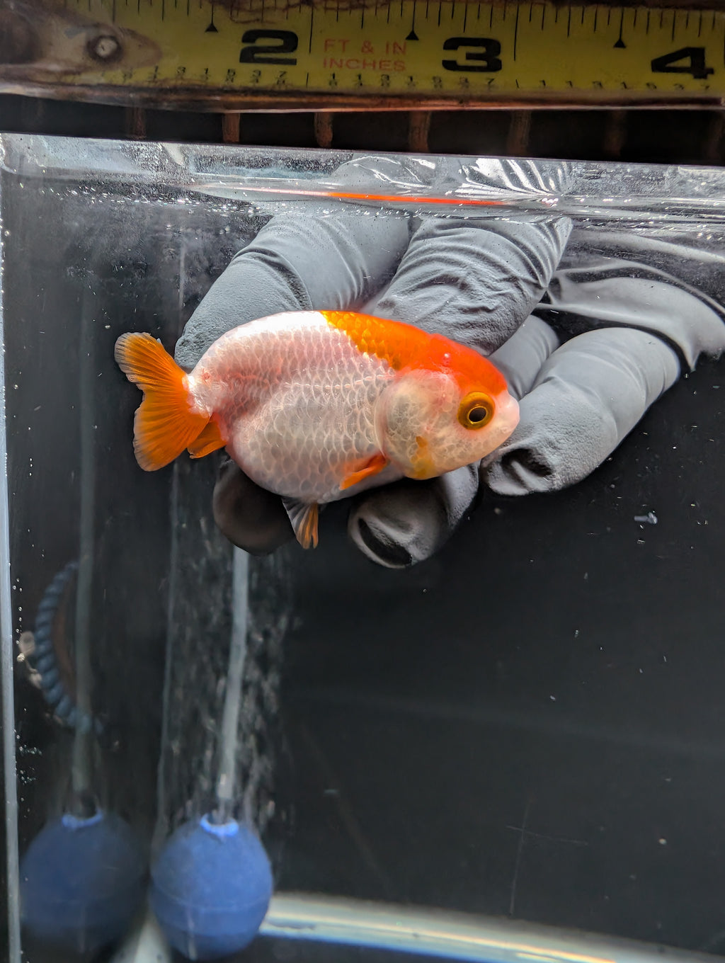 Baby Ranchu Red White 2.5"-3" in. ID#612R4A-083