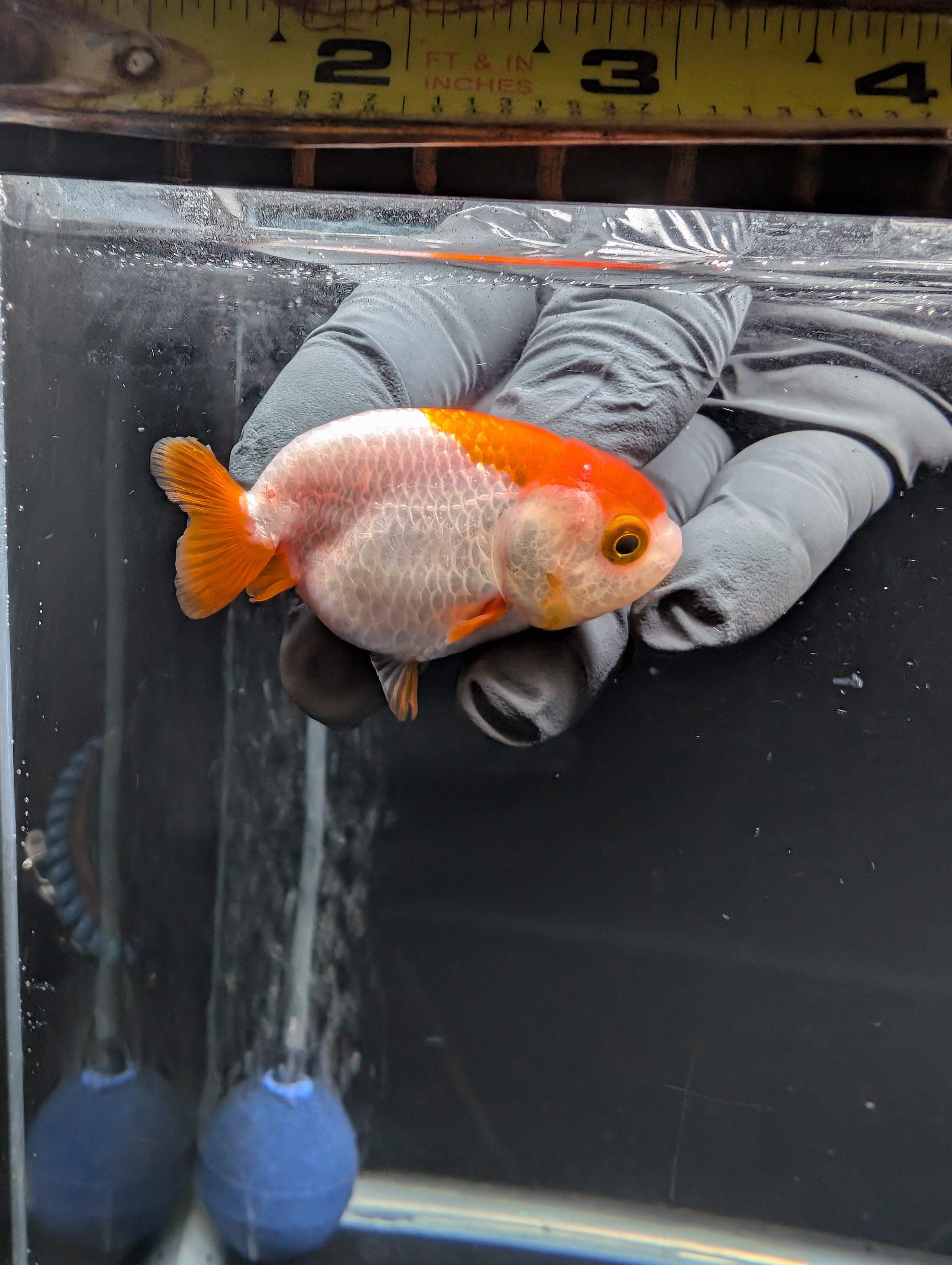 Baby Ranchu Red White 2.5"-3" in. ID#612R4A-083