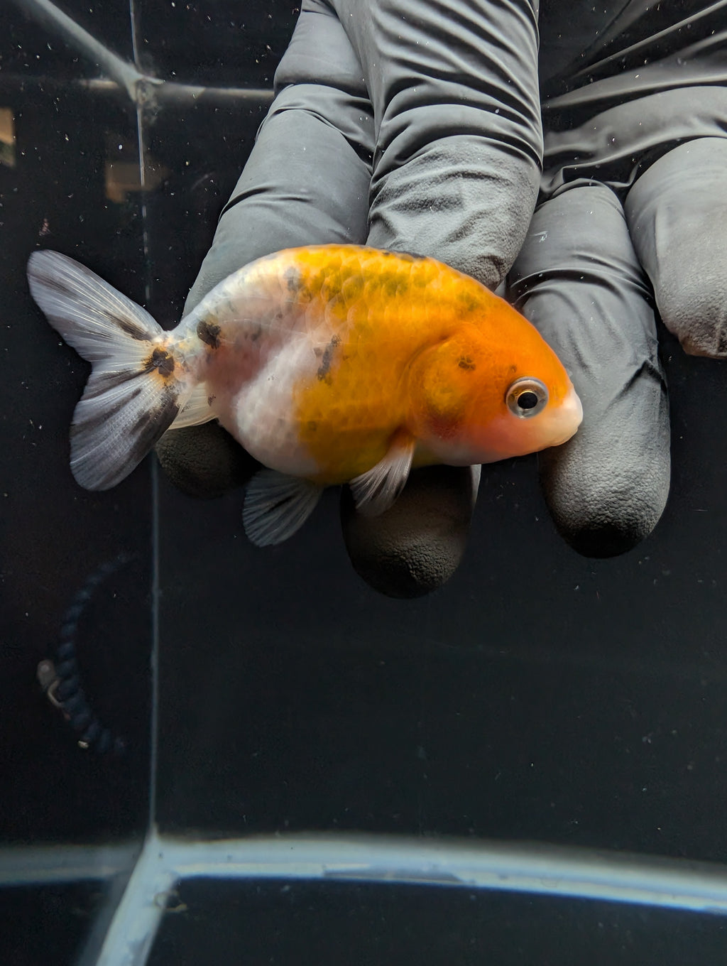 Ranchu Calico 2.5"-3" in. ID#717R4A-010