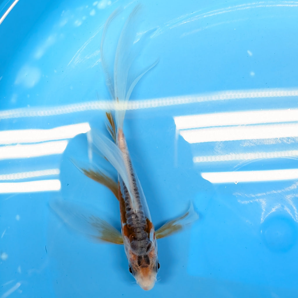 Shusui Butterfly Koi  5"-6" in. ID#727BFK-004