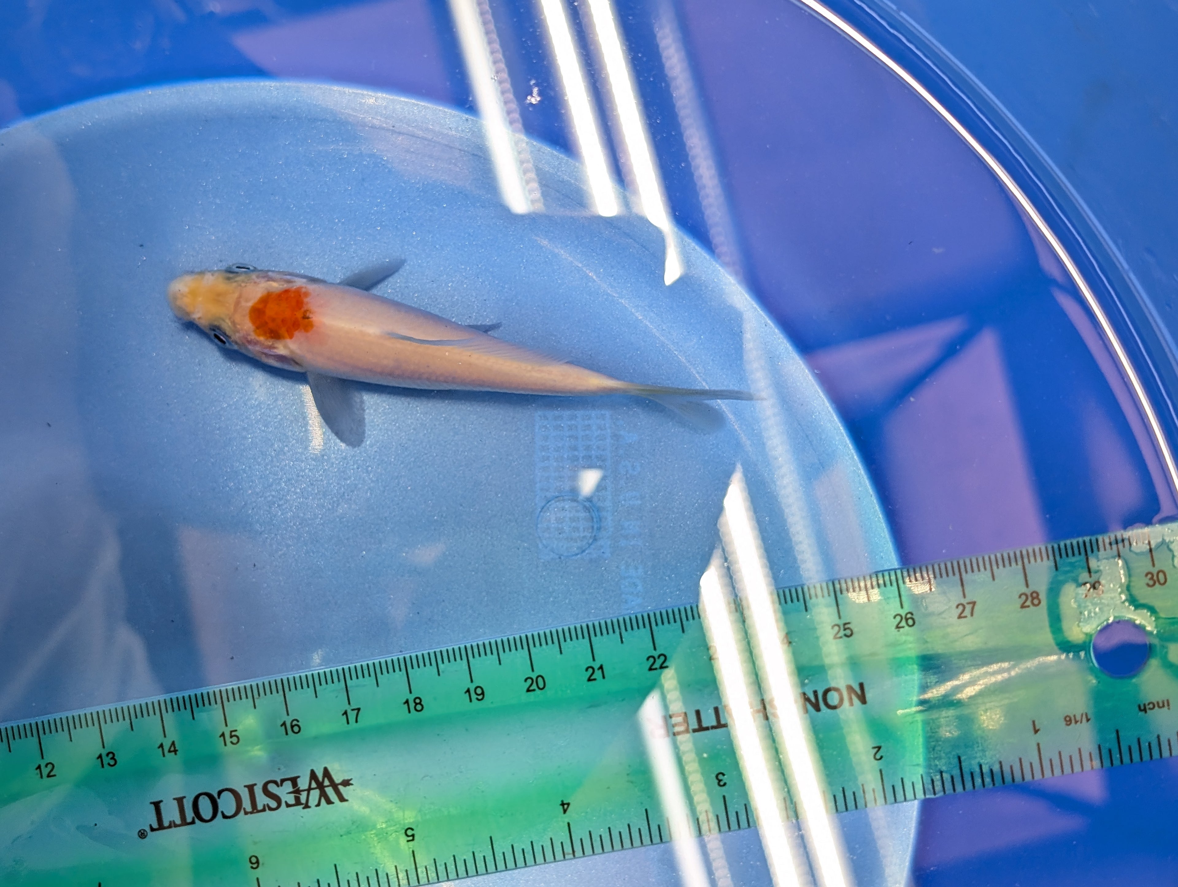 Tancho Kohaku Koi  4"in. ID#806BFK-016
