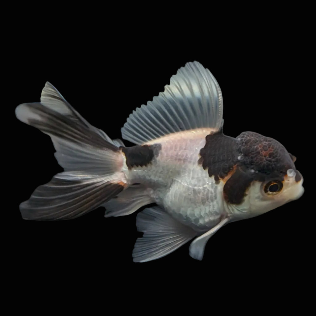 Juvenile Thai Oranda Panda 3"in.  ID#821T1A-022