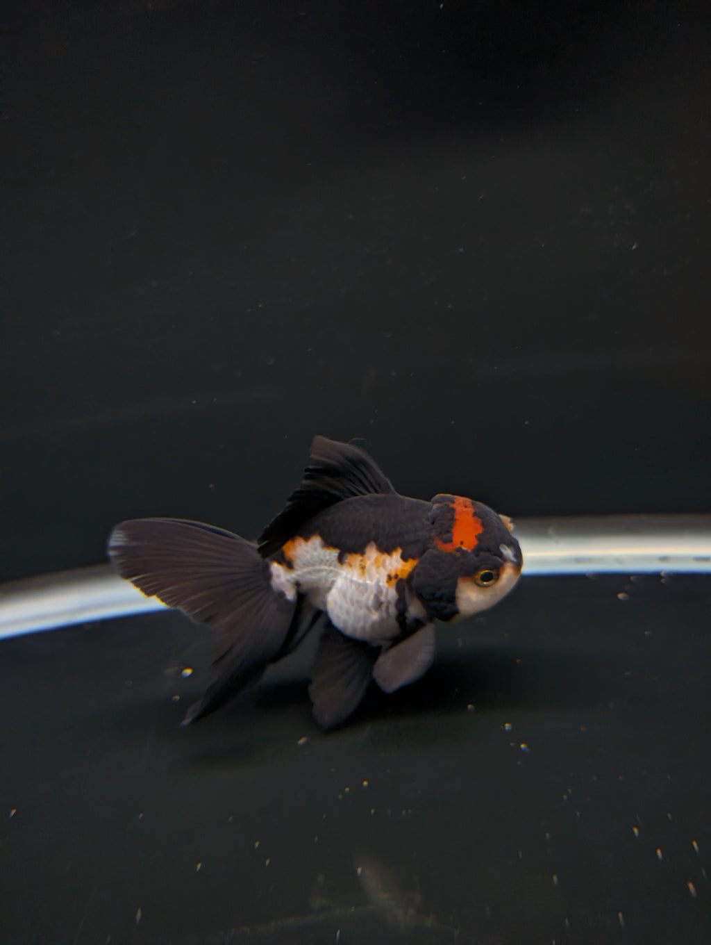 Thai Juvenile Oranda Tricolor 3"-3.5" in.  ID#717T1A-001