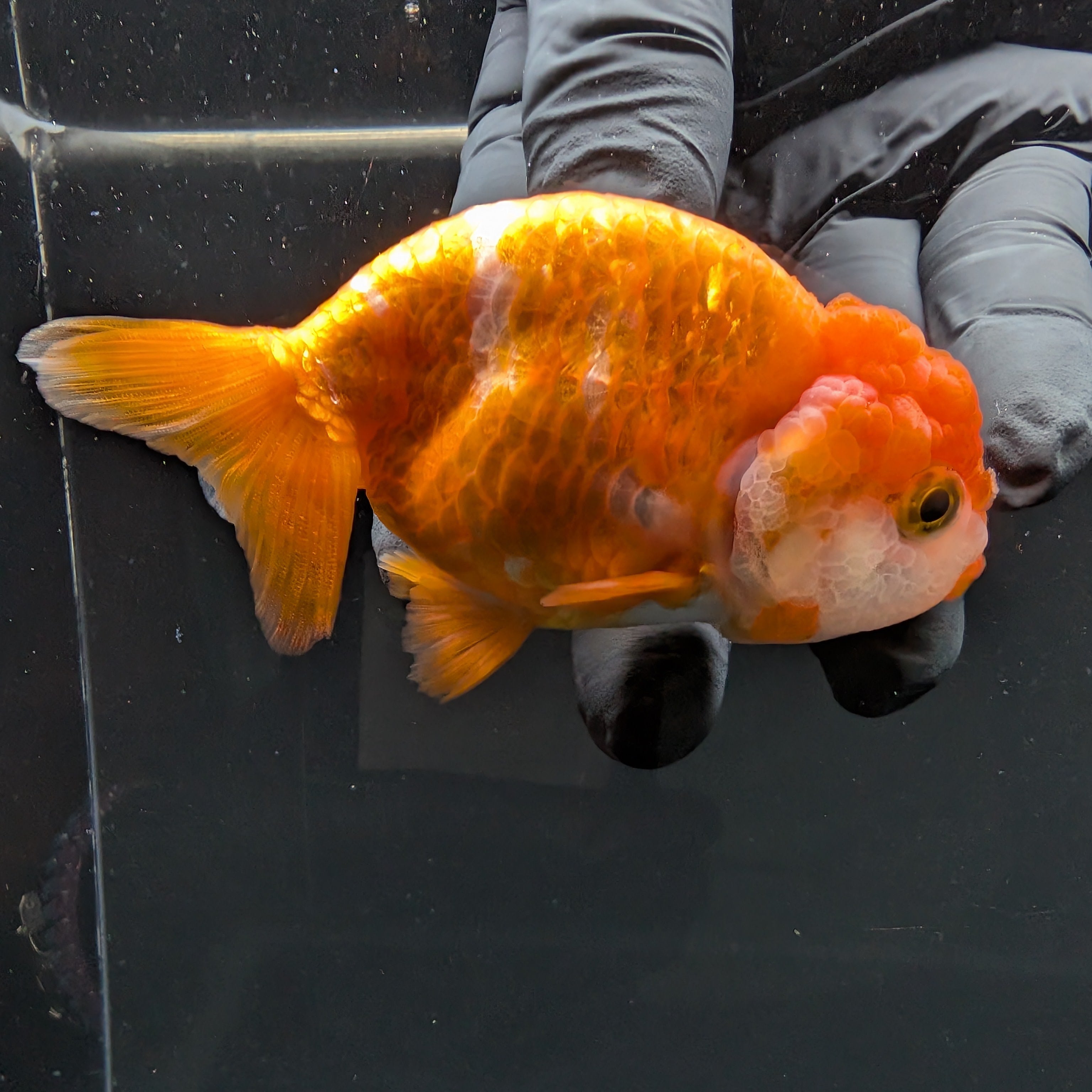 Ranchu Red White 3.5"-4"in. ID#828R4A-021