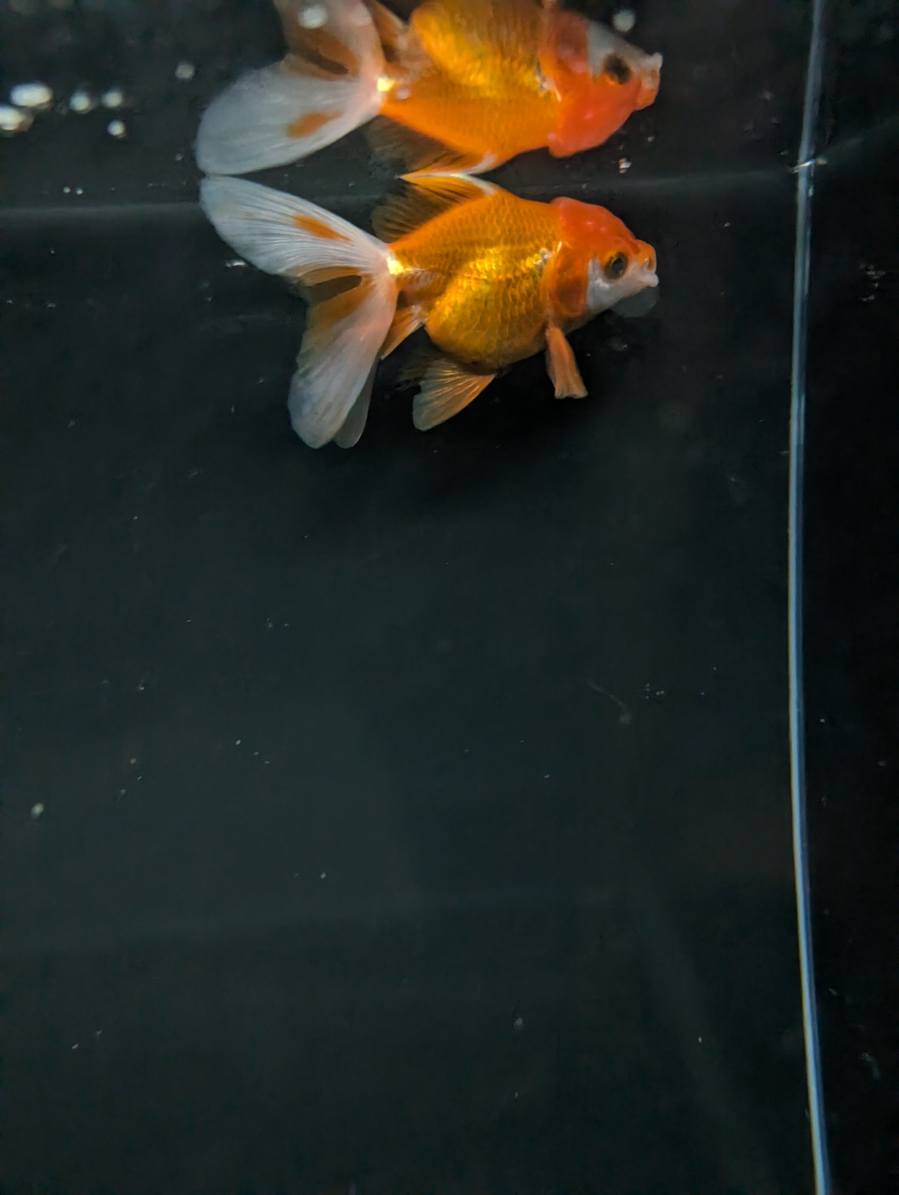 Juvenile Oranda  Red White 3"-3.5"in.  ID#619T1A-013