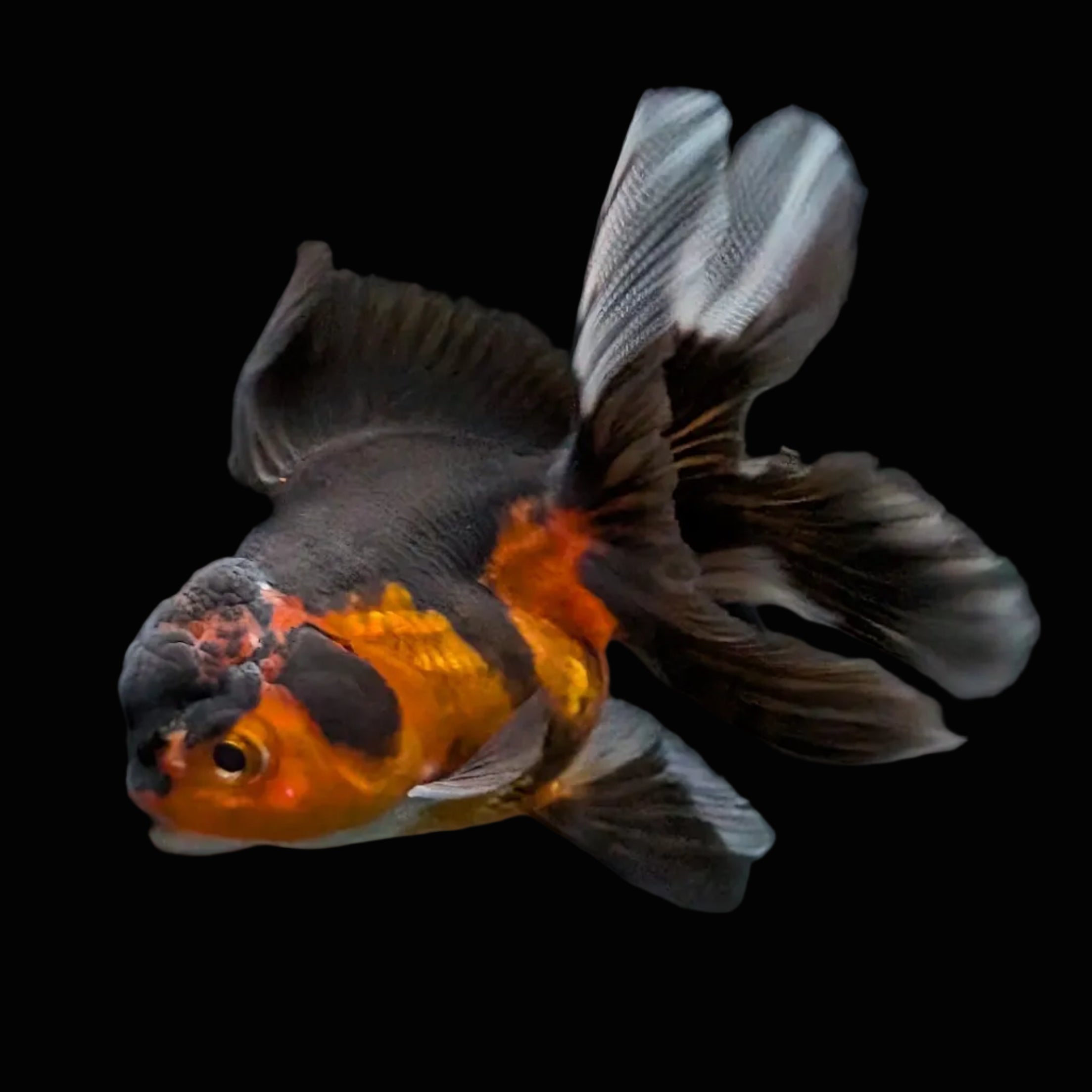 Thai Juvenile Oranda Tricolor 3"-3.5" in.  ID#703T1A-0011