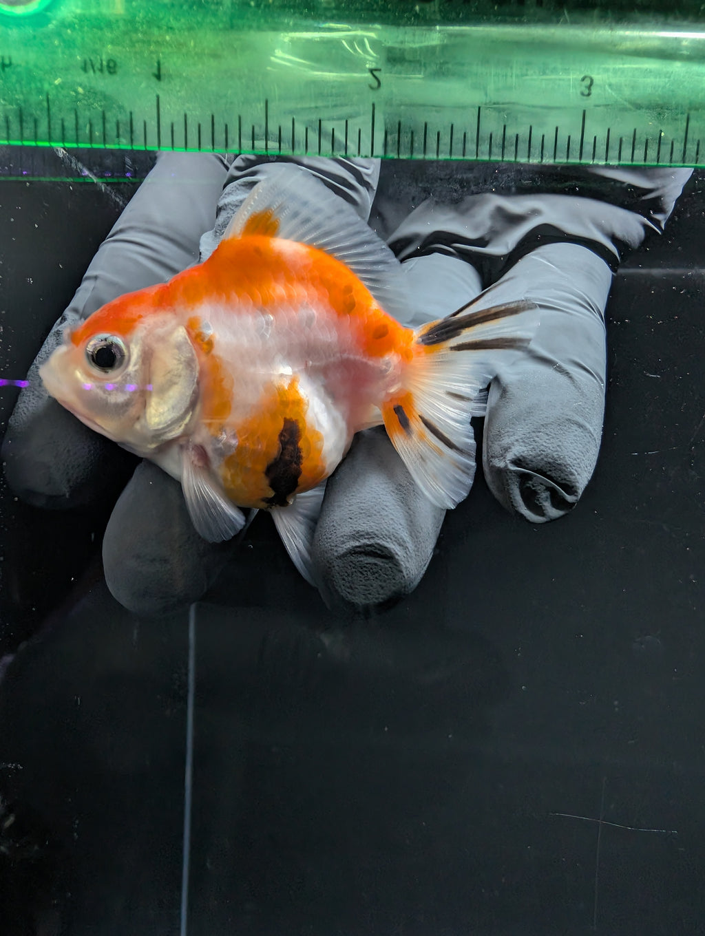 Baby Thai Shogun Oranda Tricolor 2"-2.5" in. ID#1016BSG11A-010