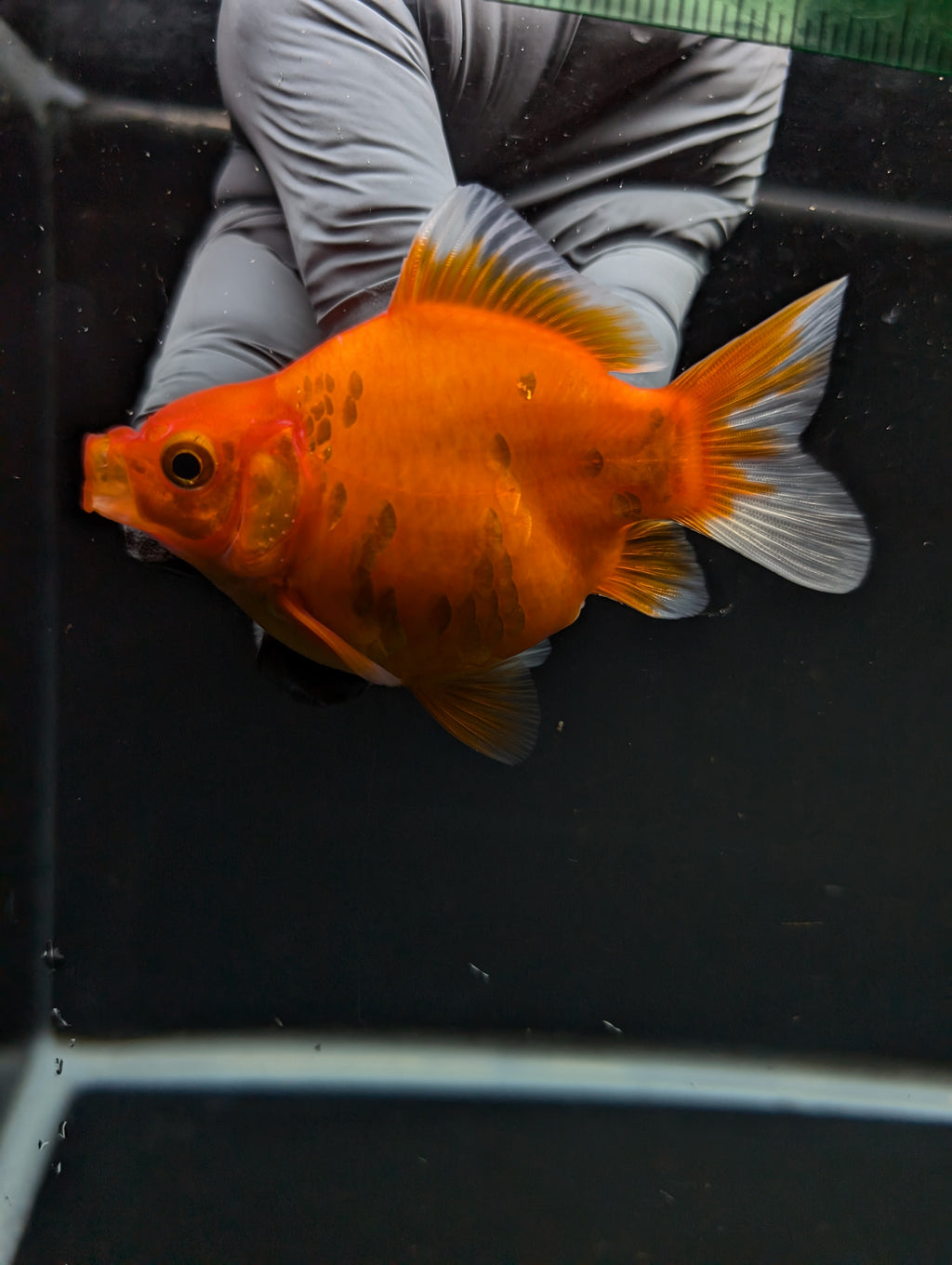Tamasaba Sakura 3"-3.5" in. ID#1009TM1B-003