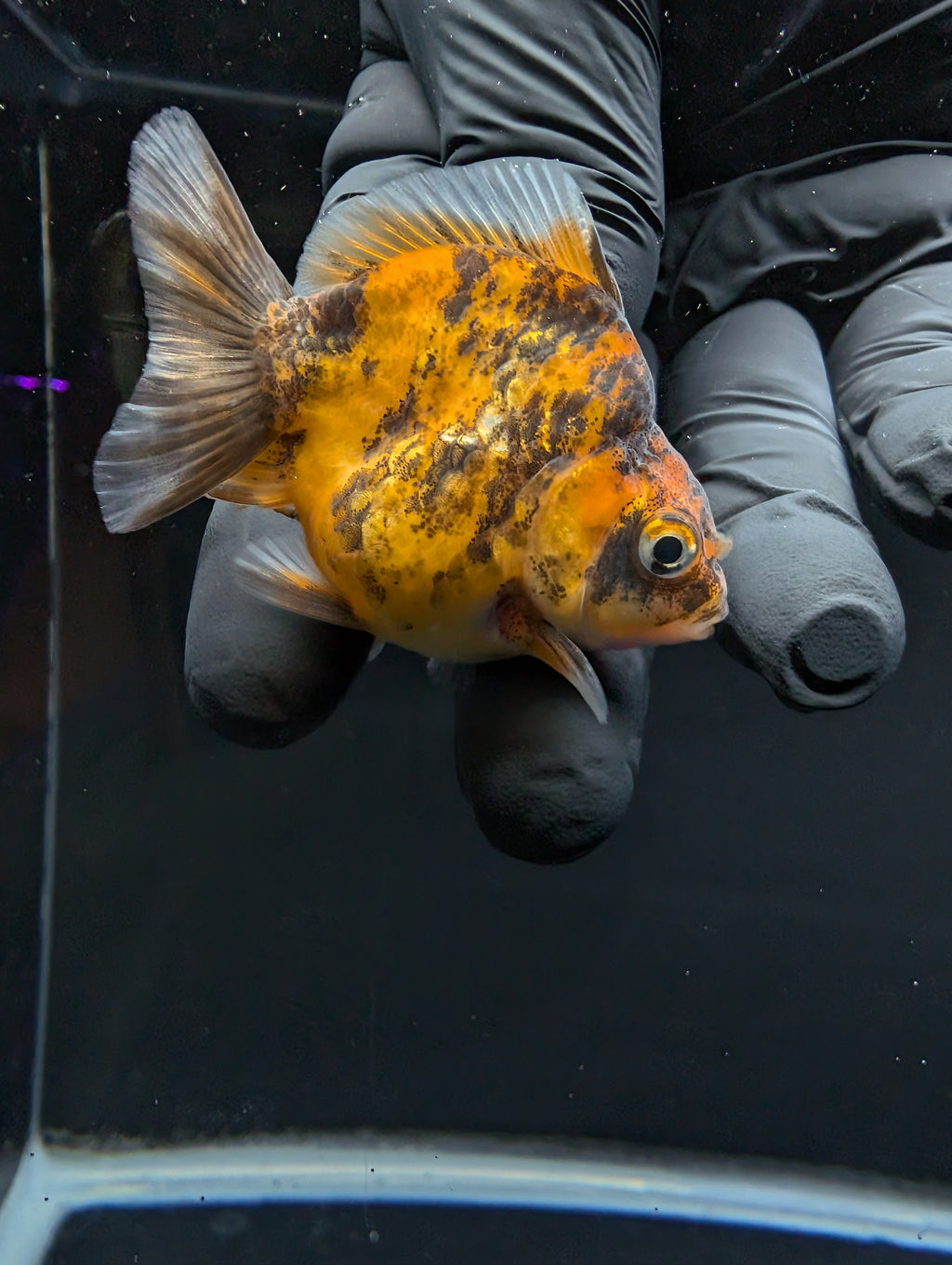 Baby Thai Shogun Oranda Tiger Calico 2"-2.5" in. ID#1016BSG11A-005