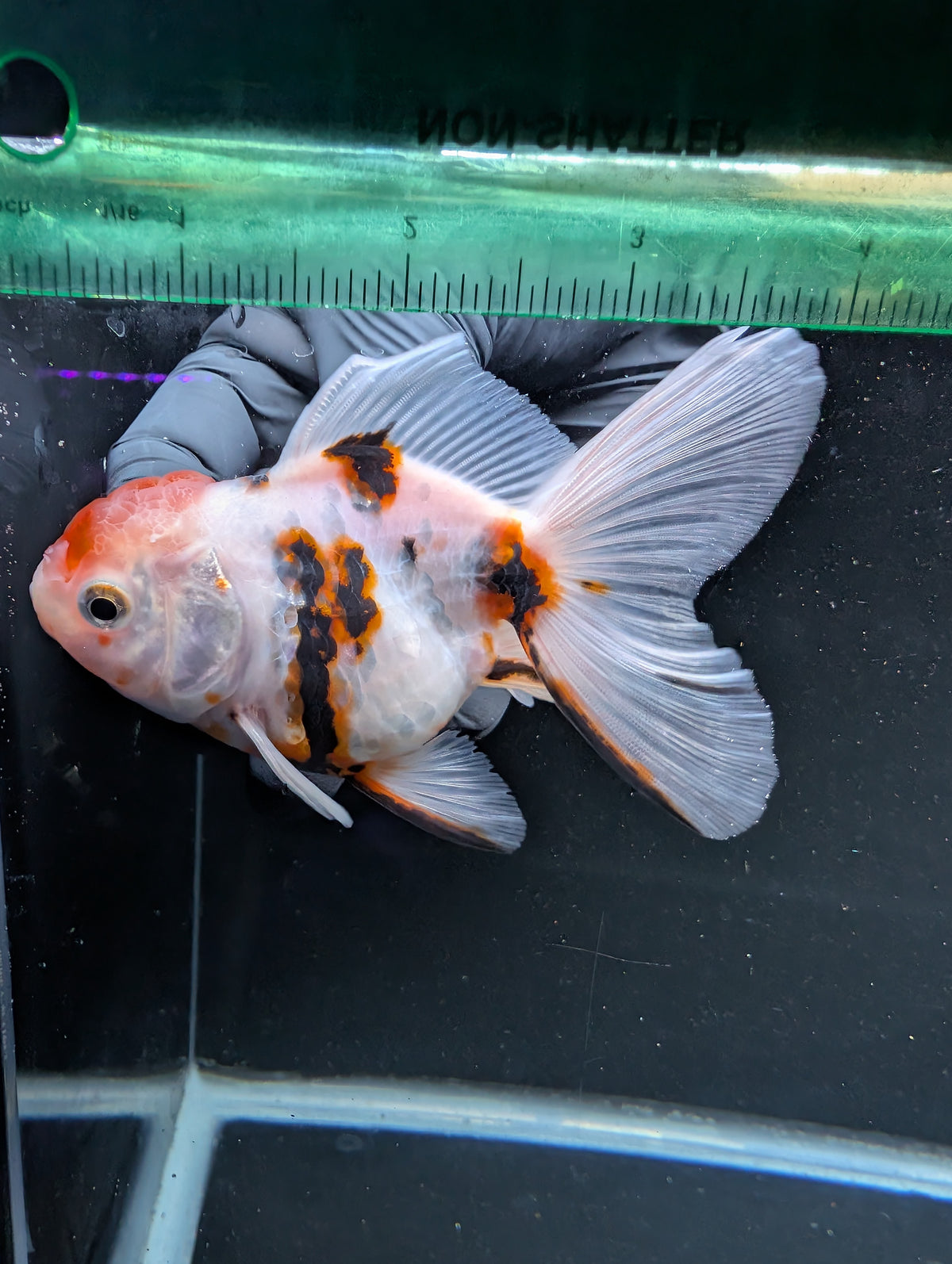Thai Oranda White Tiger Calico 4"-4.5"in.  ID#1016T1A-002