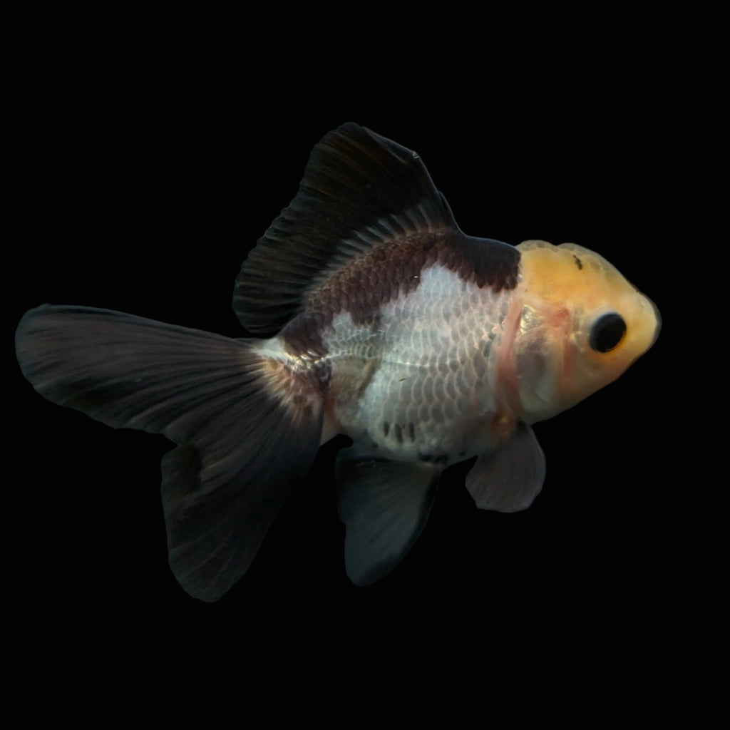 Thai Juvenile Oranda Panda 3"-3.5" in.  ID#626T1A-007