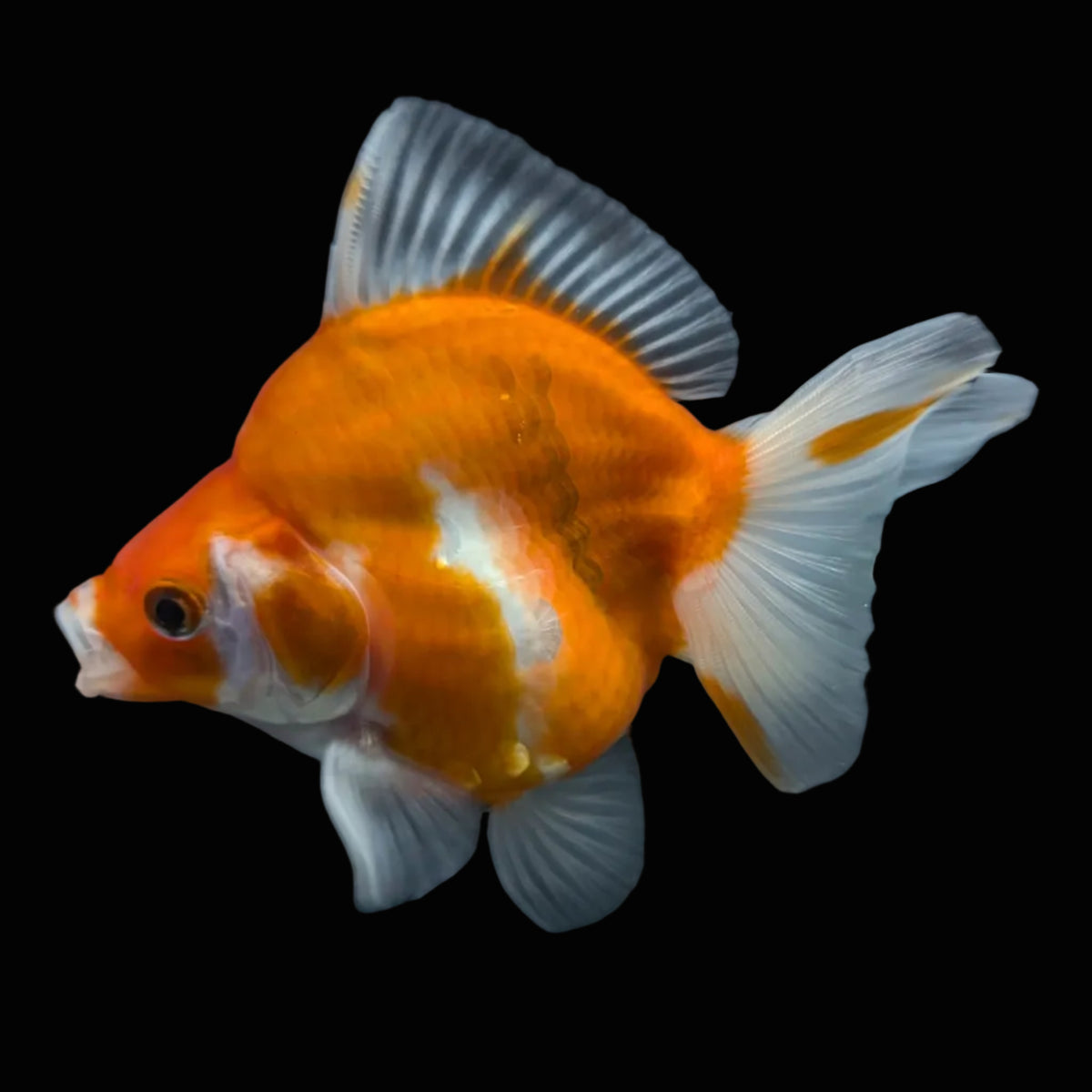 Jumbo Ryukin Short Tail Sakura 4"-4.5" in. ID#1016RY5A-001