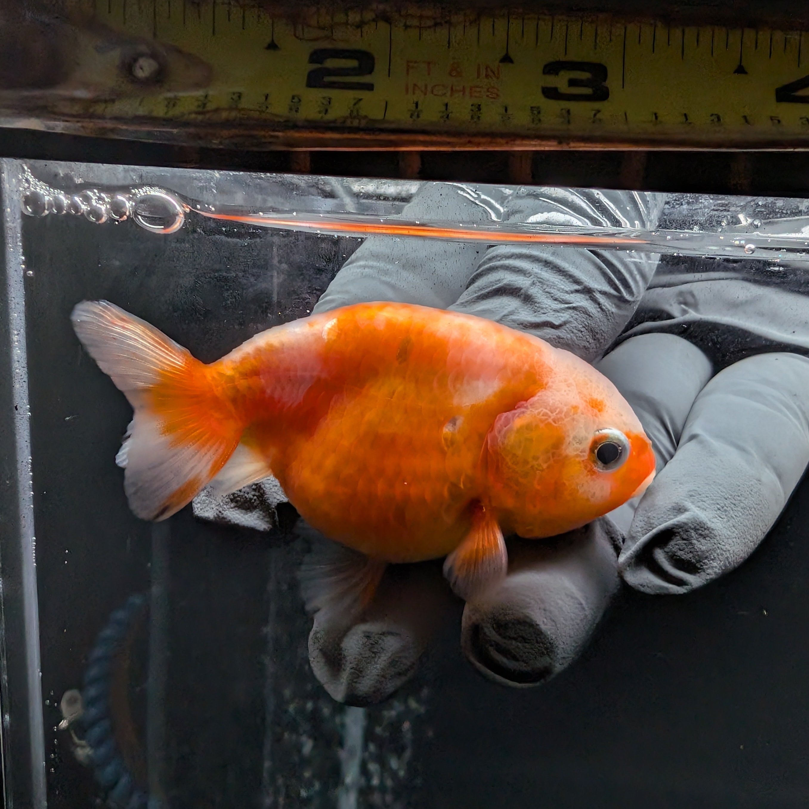 Ranchu Sakura 2.5"-3" in. ID#612R4A-091