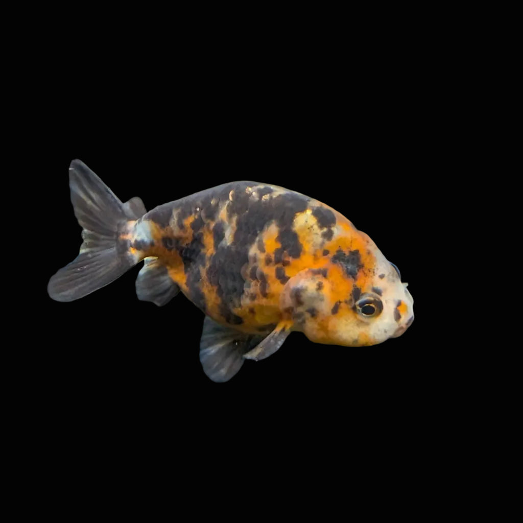 Ranchu Calico 3"-3.5" in. ID#417R13A-002