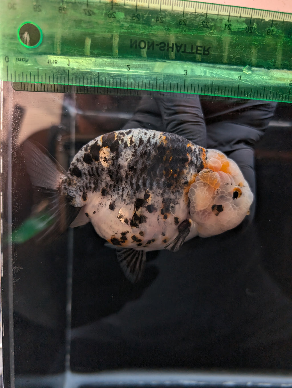 Jumbo Ranchu Kirin Calico 4.5"-5" in. ID#814R8A-024