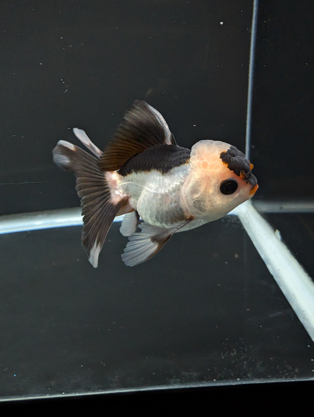 Juvenile Thai Oranda Panda 3"in.  ID#814T1A-006