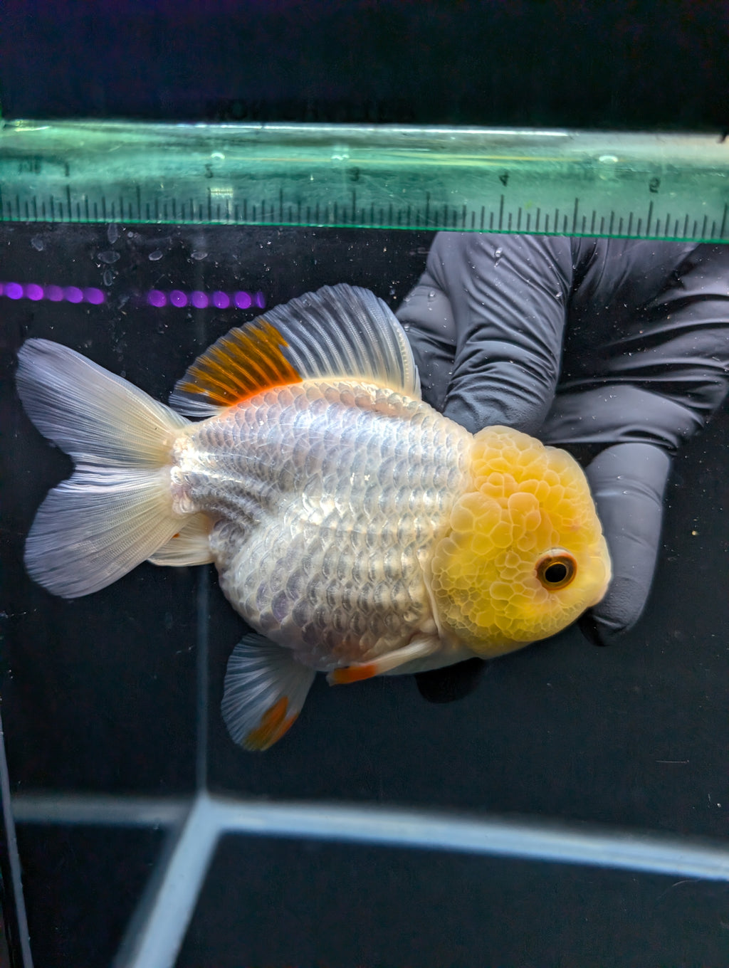 Jumbo Oranda Yuan Bao / Shogun Lemon Head Red White   4.5"-5"in. ID#1016YB13A-011