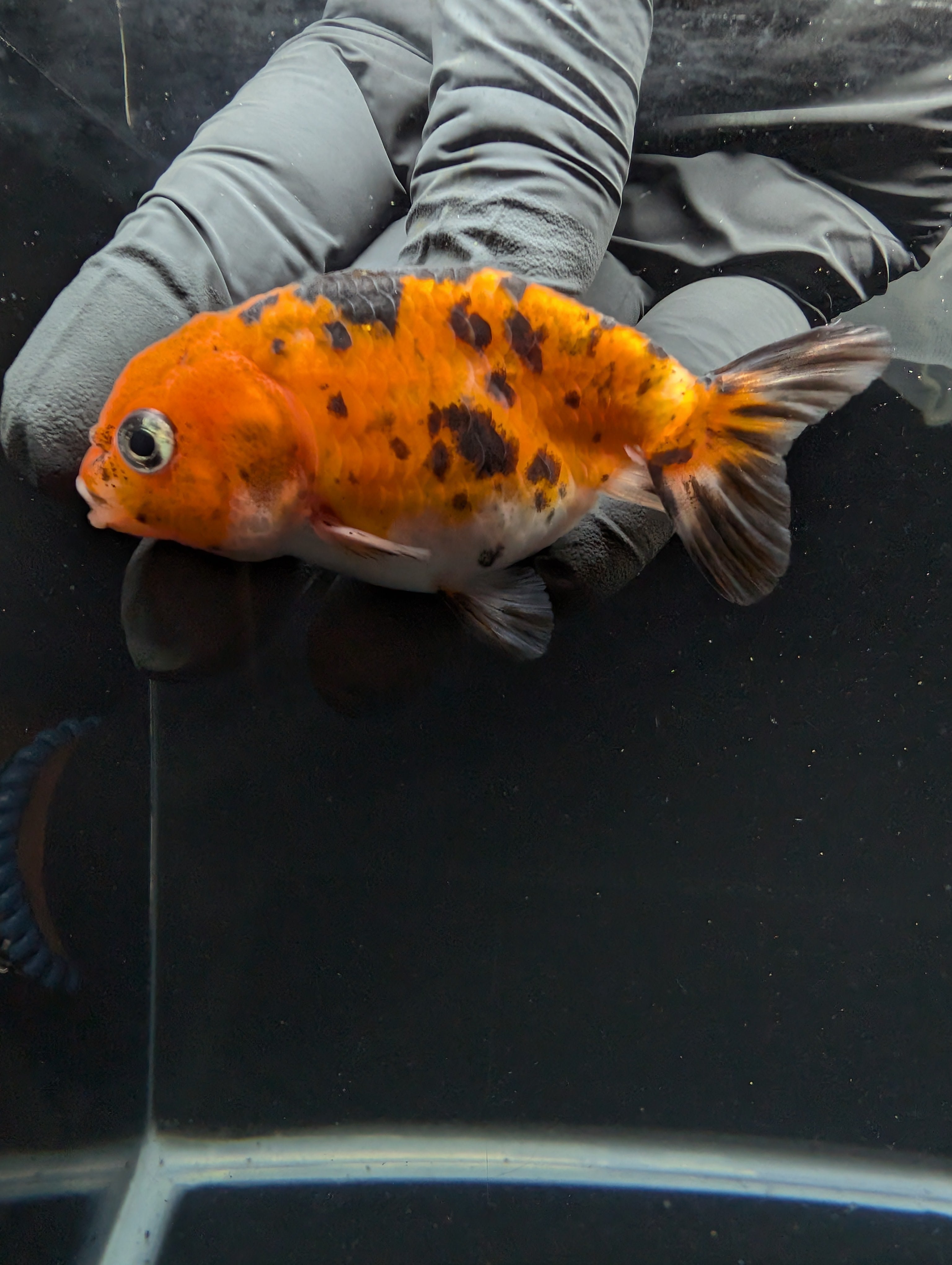 Ranchu Calico 3"-3.5" in. ID#605R4A-076