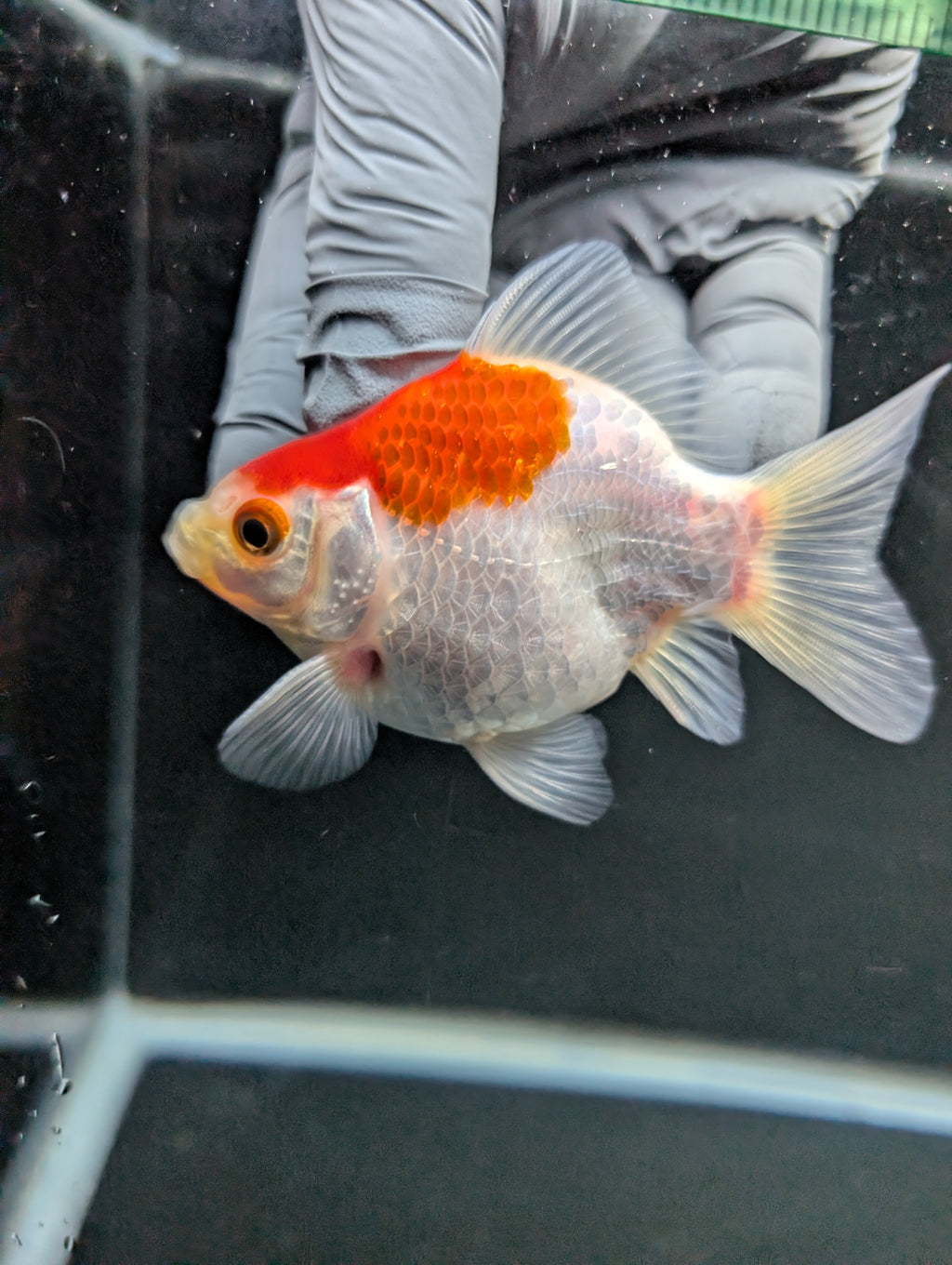 Tamasaba Red White 3"-3.5" in. ID#1009TM1B-007