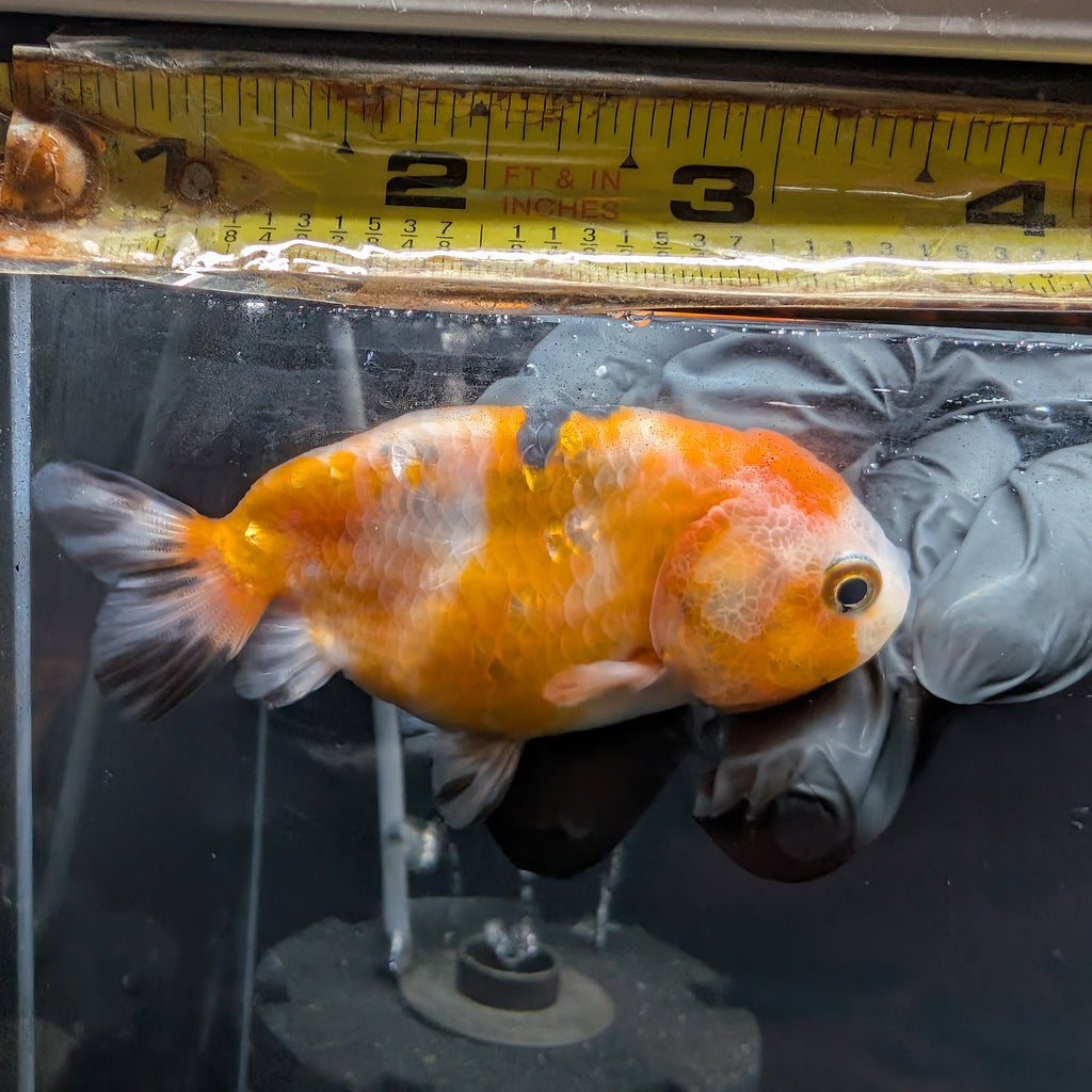 Ranchu Calico 3"-3.5" in. ID#501R13A-029