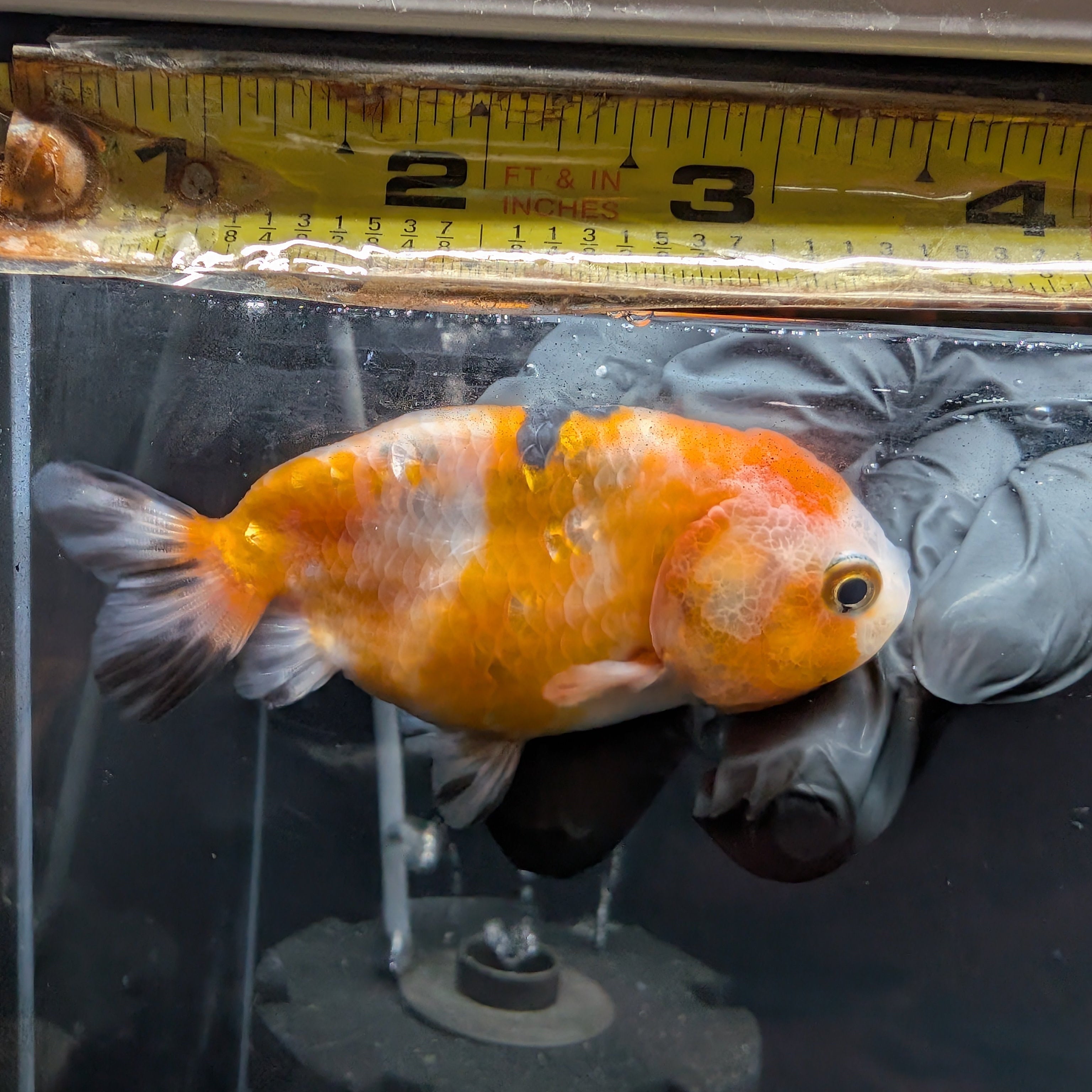 Ranchu Calico 3"-3.5" in. ID#501R13A-029