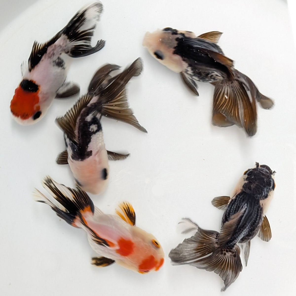 BULK 5PACK  - Thai Oranda Tricolor / Panda Mix 3"-3.5" in. *Assorted Dealers Choice
