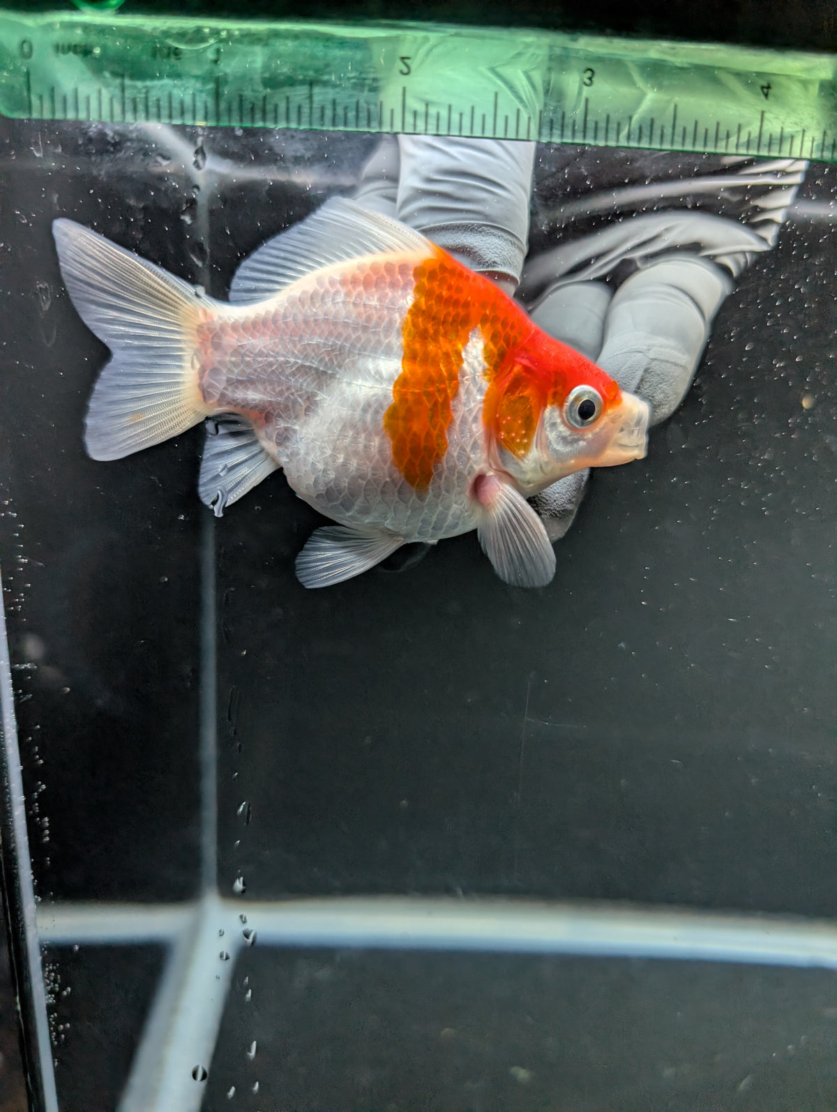 Tamasaba Red White 3"-3.5" in. ID#1009TM1B-008