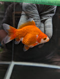 Tamasaba Kuchibeni Red White 3.5"in. ID#1023TM1B-026