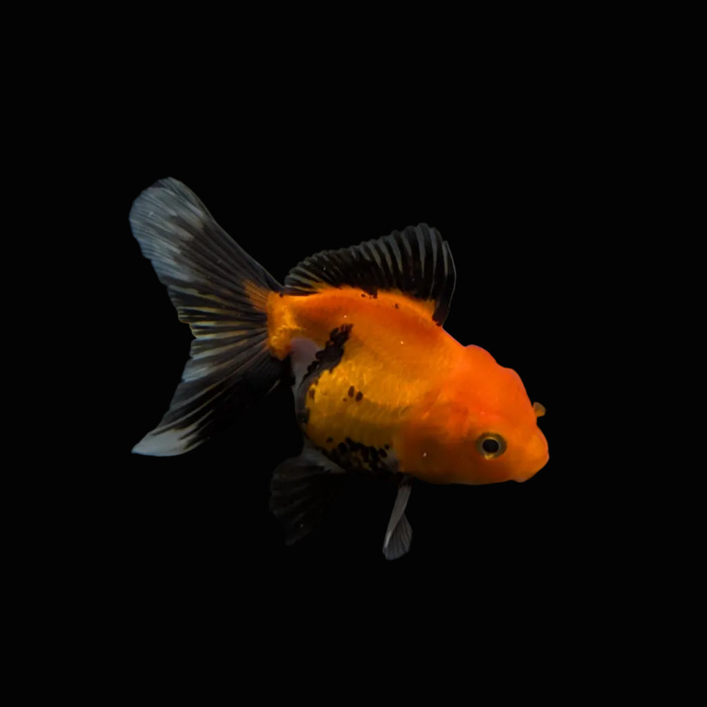 Juvenile Oranda Tricolor 3.5"-4" in.  ID#327T13b-039