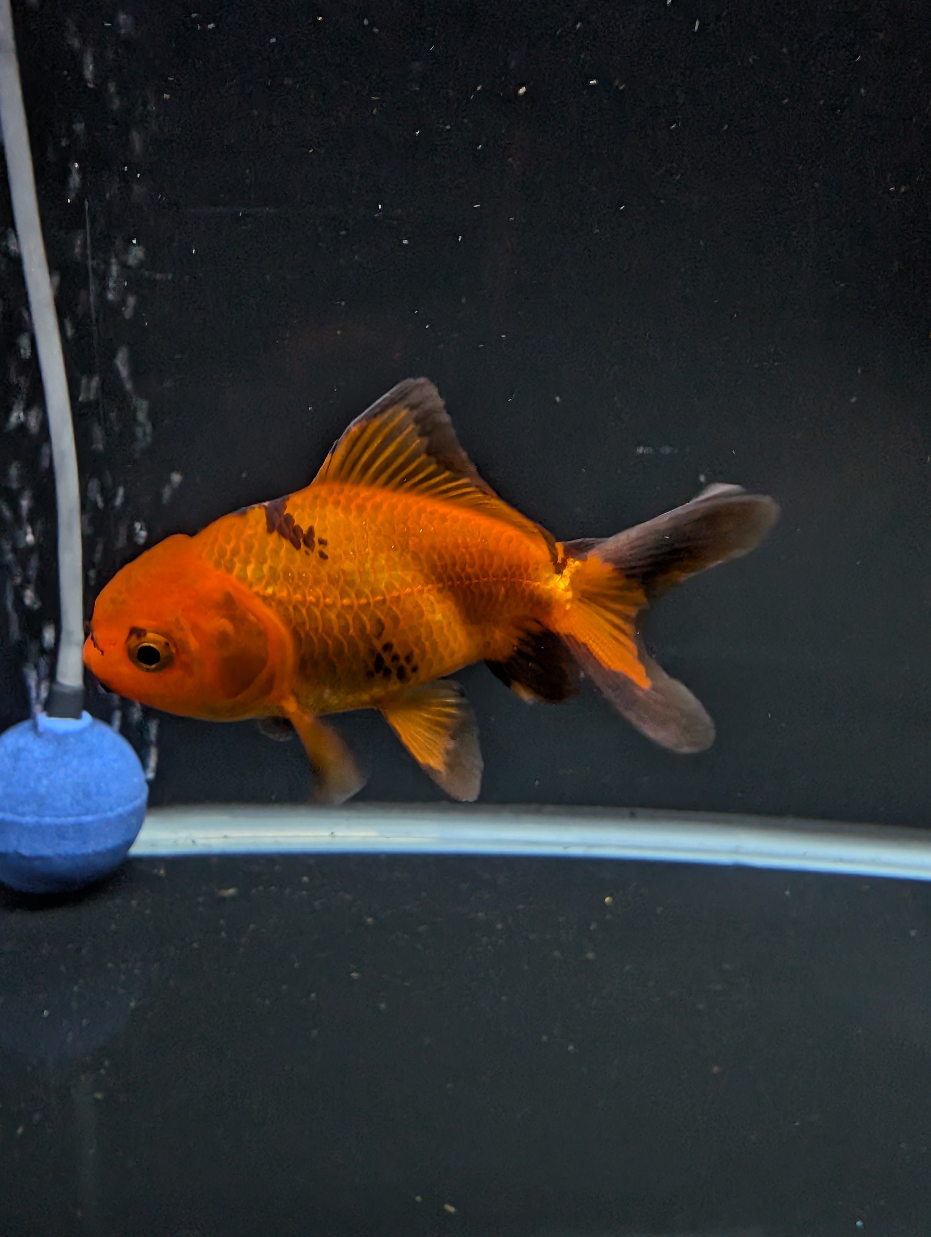 Juvenile Oranda Red Black 3"-3.5"in.  ID#522T1A-001