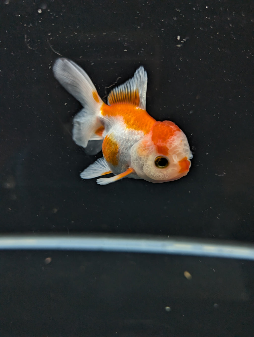 Juvenile Oranda  Red White 3"-3.5"in.  ID#619T1A-010